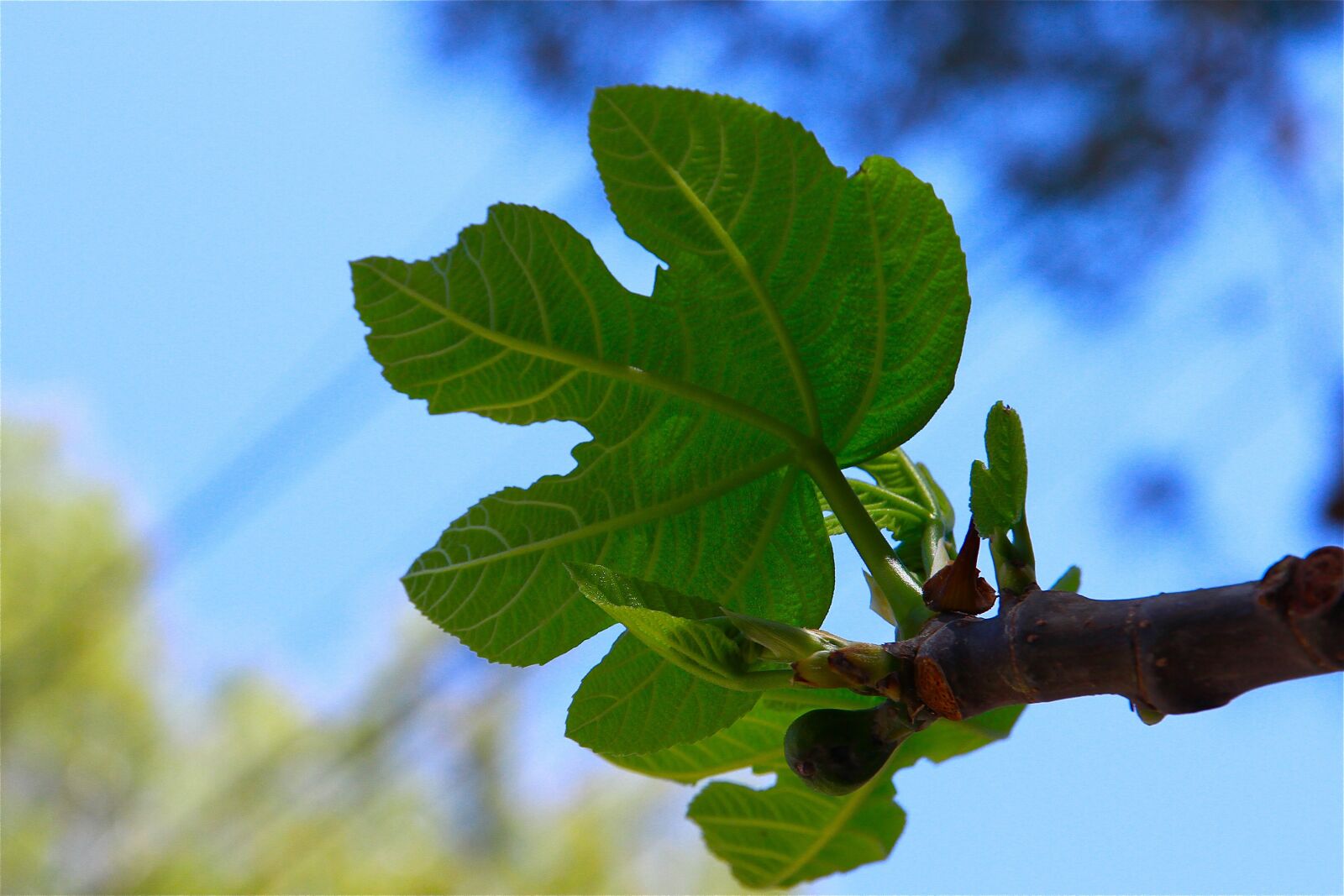 Canon EOS 7D sample photo. Fig leaf, tree, fruits photography