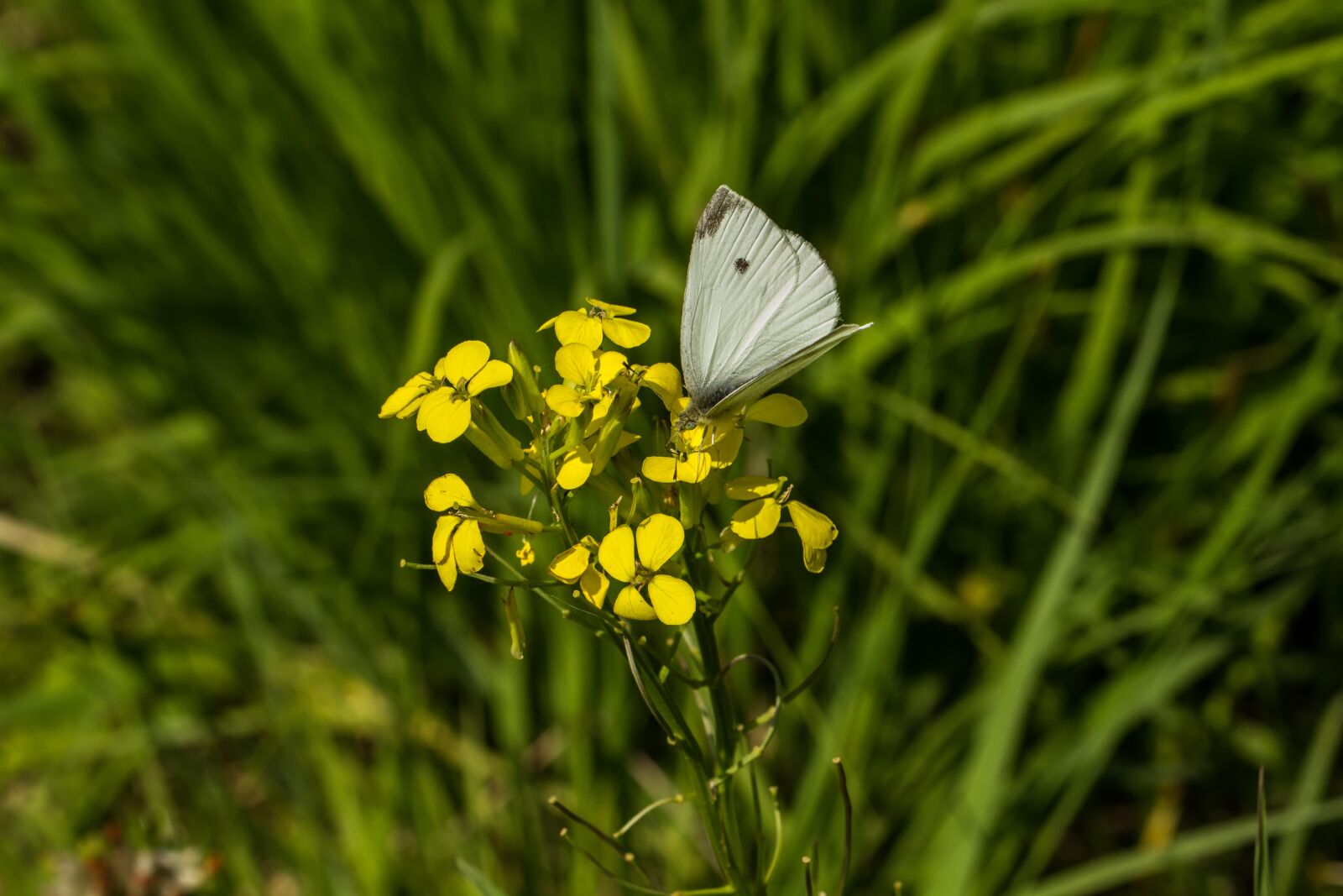 Canon EOS 7D + Canon EF 100mm F2.8L Macro IS USM sample photo. White, butterfly, nature photography