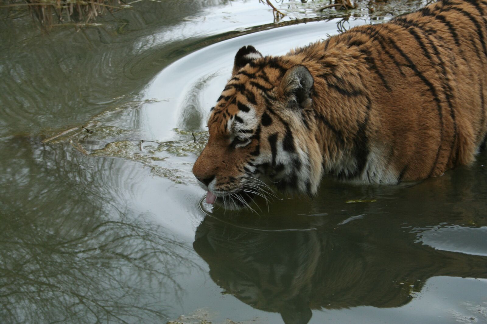 Canon EOS 350D (EOS Digital Rebel XT / EOS Kiss Digital N) sample photo. Tiger, swim, bathing photography