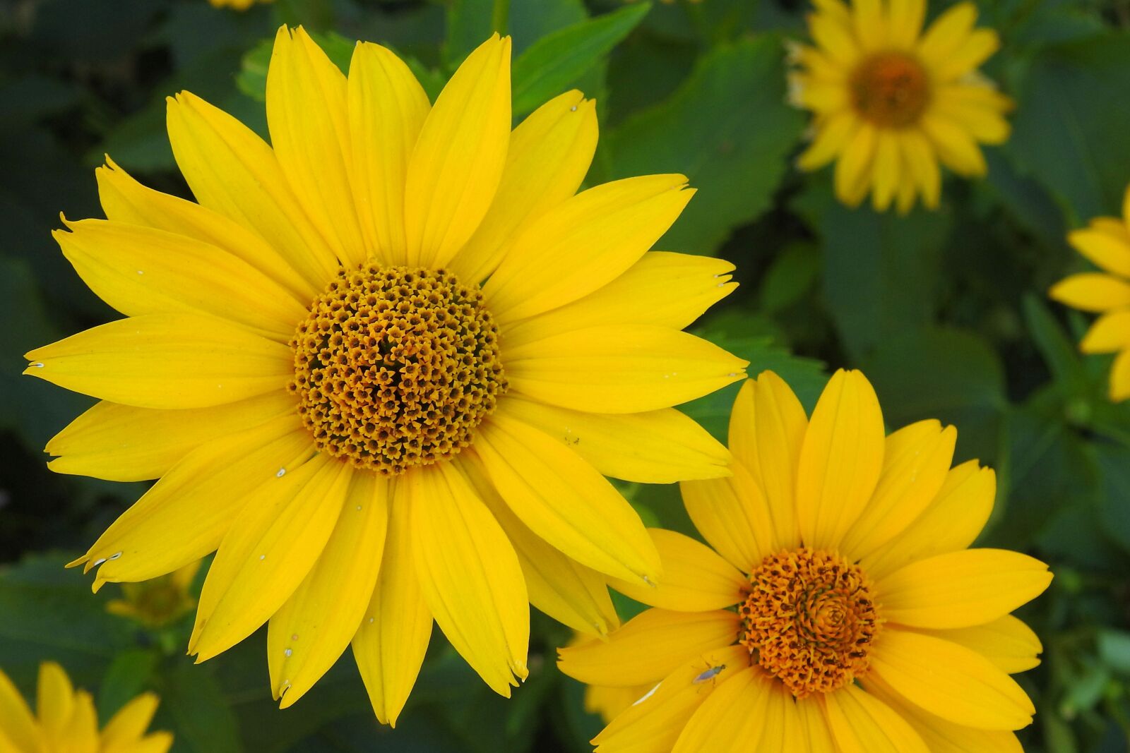 Nikon Coolpix P900 sample photo. Coneflower, yellow, yellow flowers photography