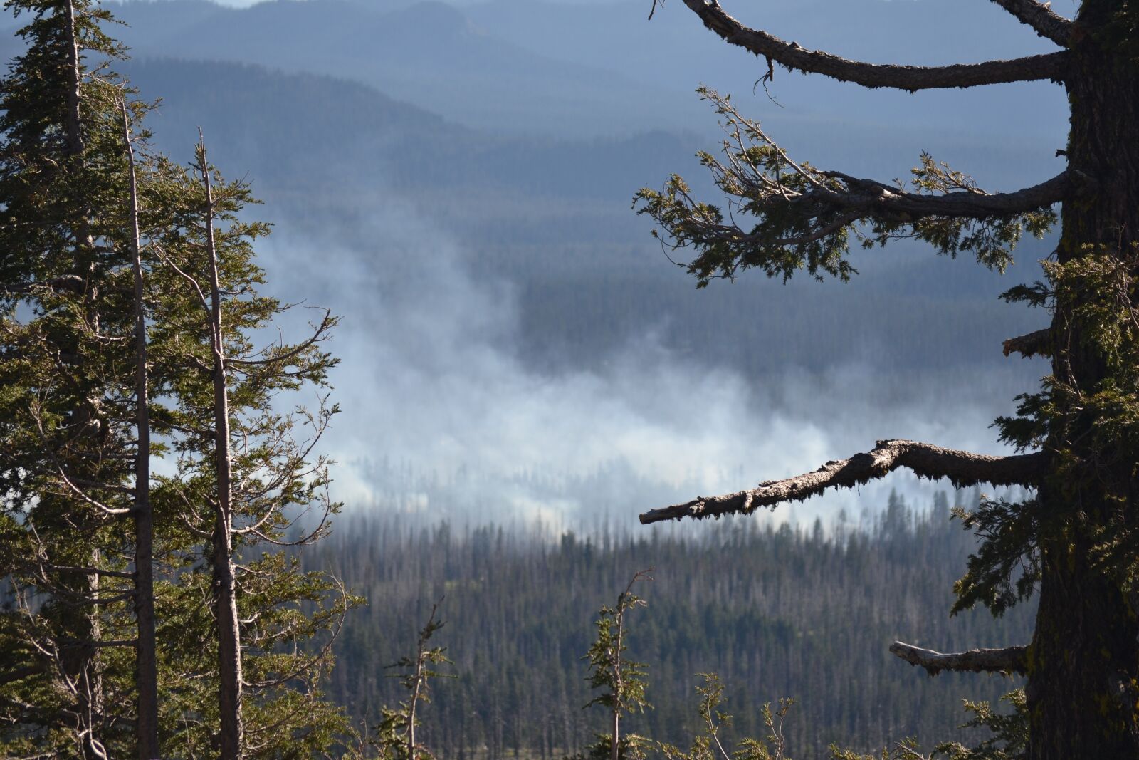 Nikon D3100 sample photo. Wild fire, forest fire photography