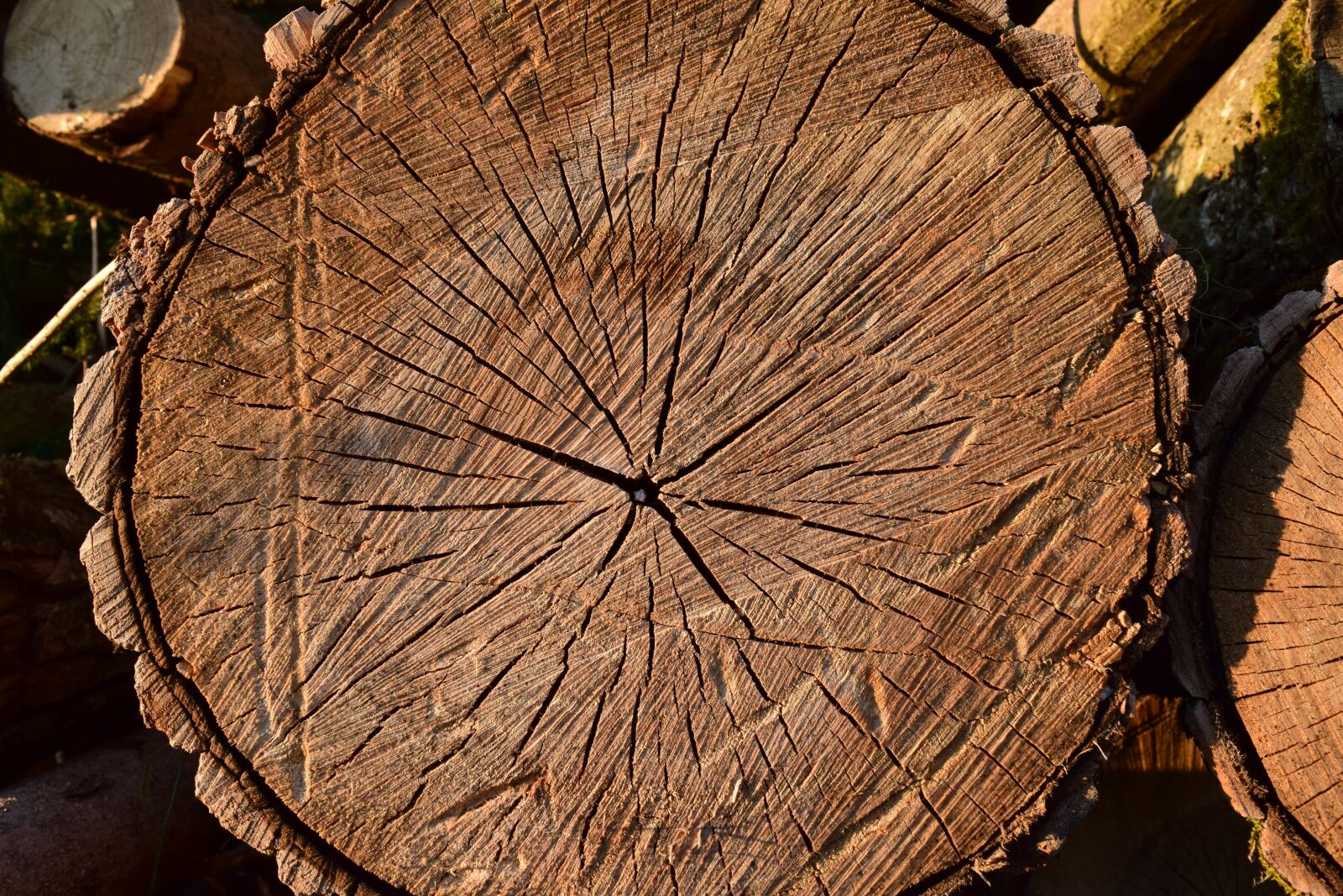 Nikon D3300 sample photo. Wood, log, nature photography