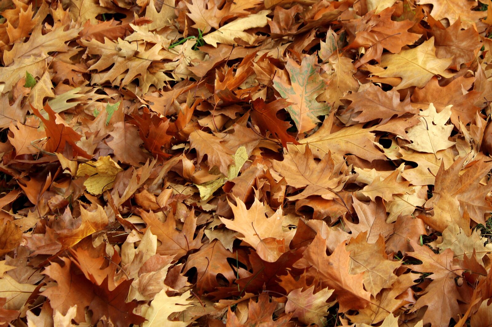 Canon EOS 1200D (EOS Rebel T5 / EOS Kiss X70 / EOS Hi) sample photo. Foliage, dry leaves, autumn photography