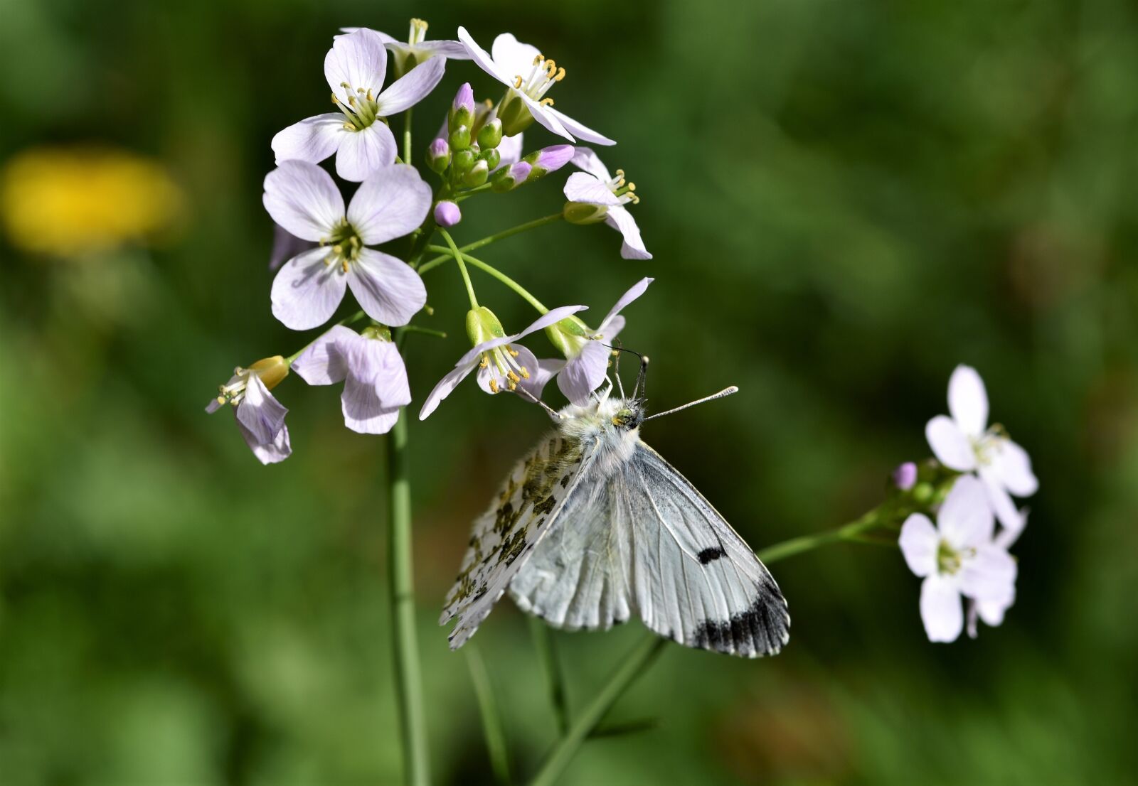 Nikon D7200 sample photo. Aurora butterfly, butterfly, insect photography