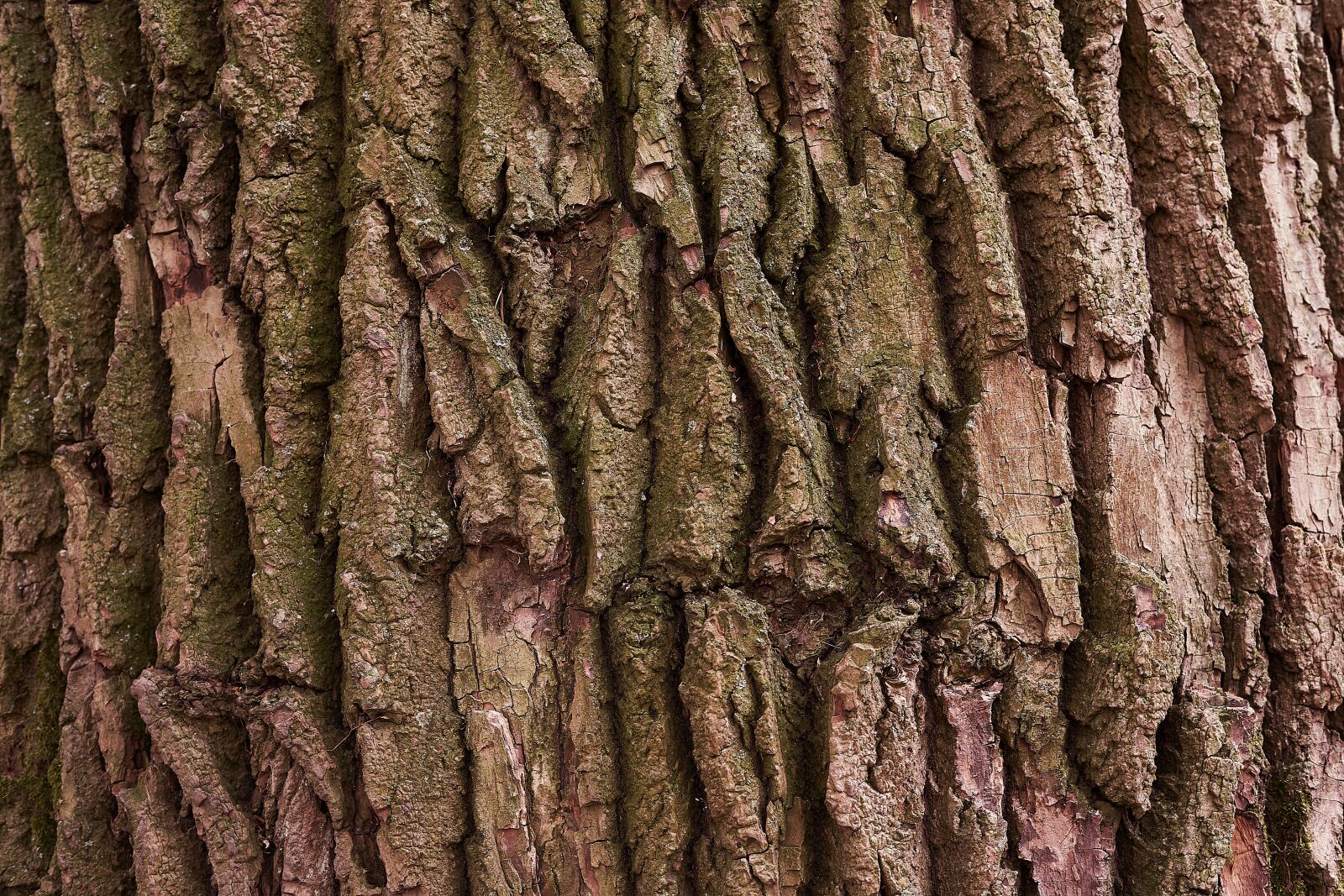 Sony a7 III + Sony FE 50mm F1.8 sample photo. Tree, bark, nature photography