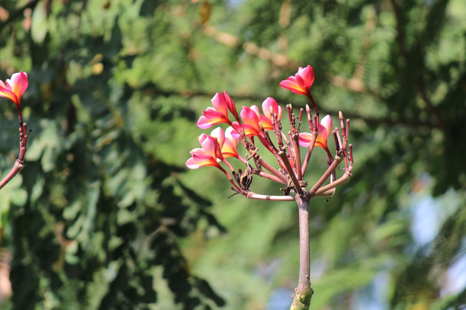 Canon EOS 600D (Rebel EOS T3i / EOS Kiss X5) sample photo. Pink, flower, garden, blossom photography