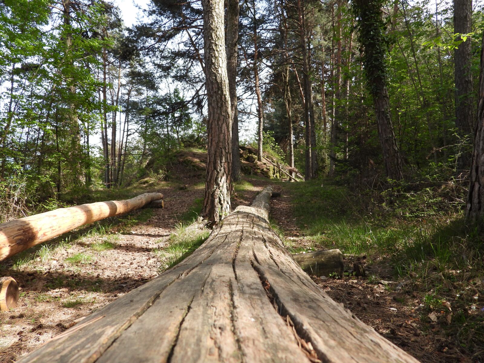 Nikon Coolpix P1000 sample photo. Tree, forest, path photography