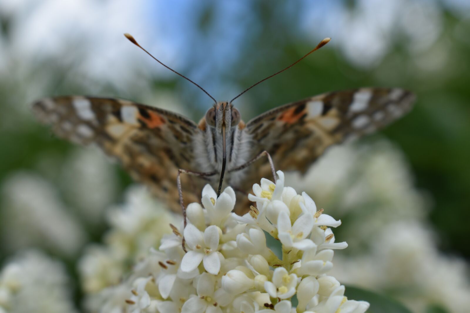 Nikon D5600 sample photo. Butterfly, summer, insect photography
