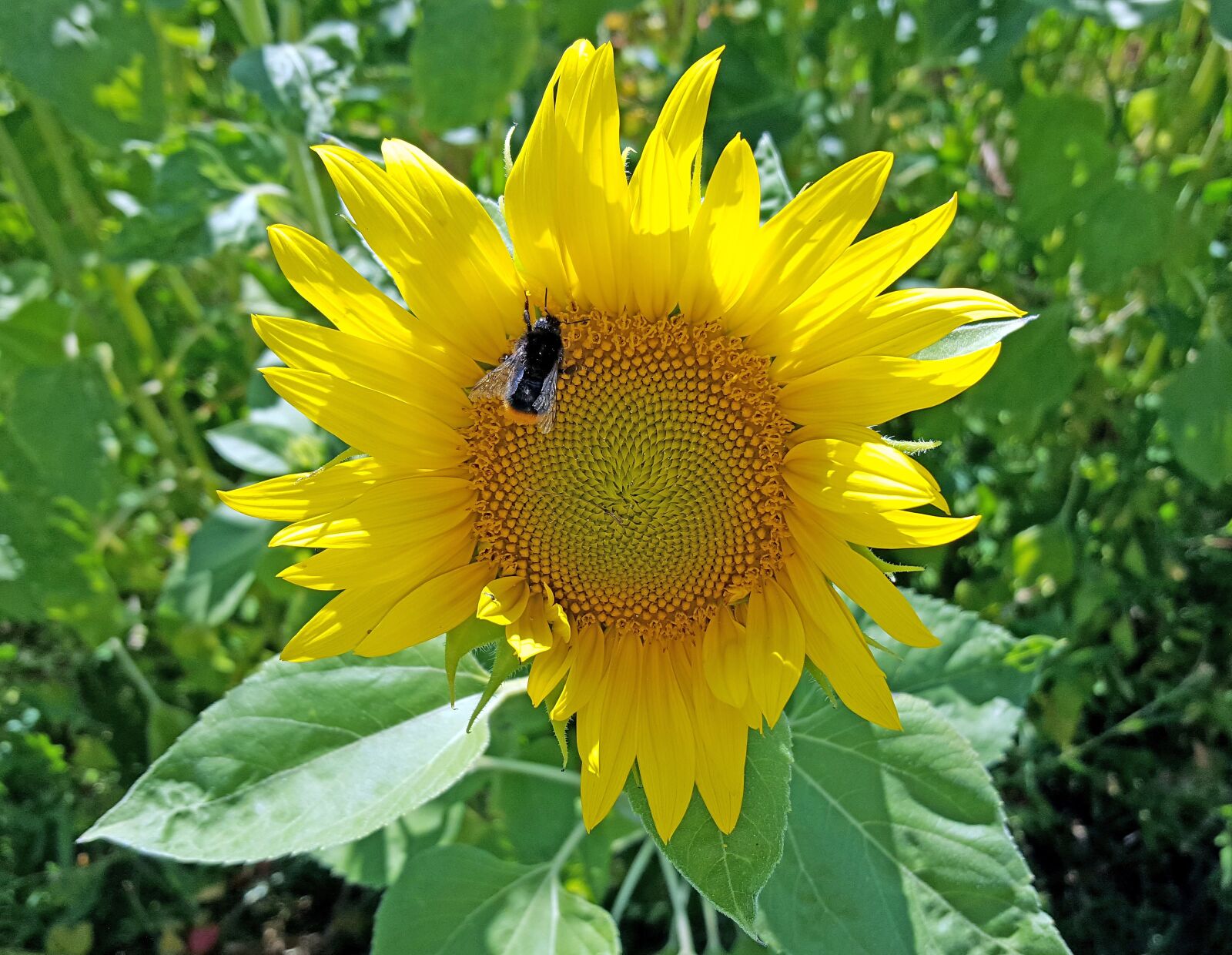 Samsung Galaxy S6 sample photo. Sunflower, yellow, flower photography