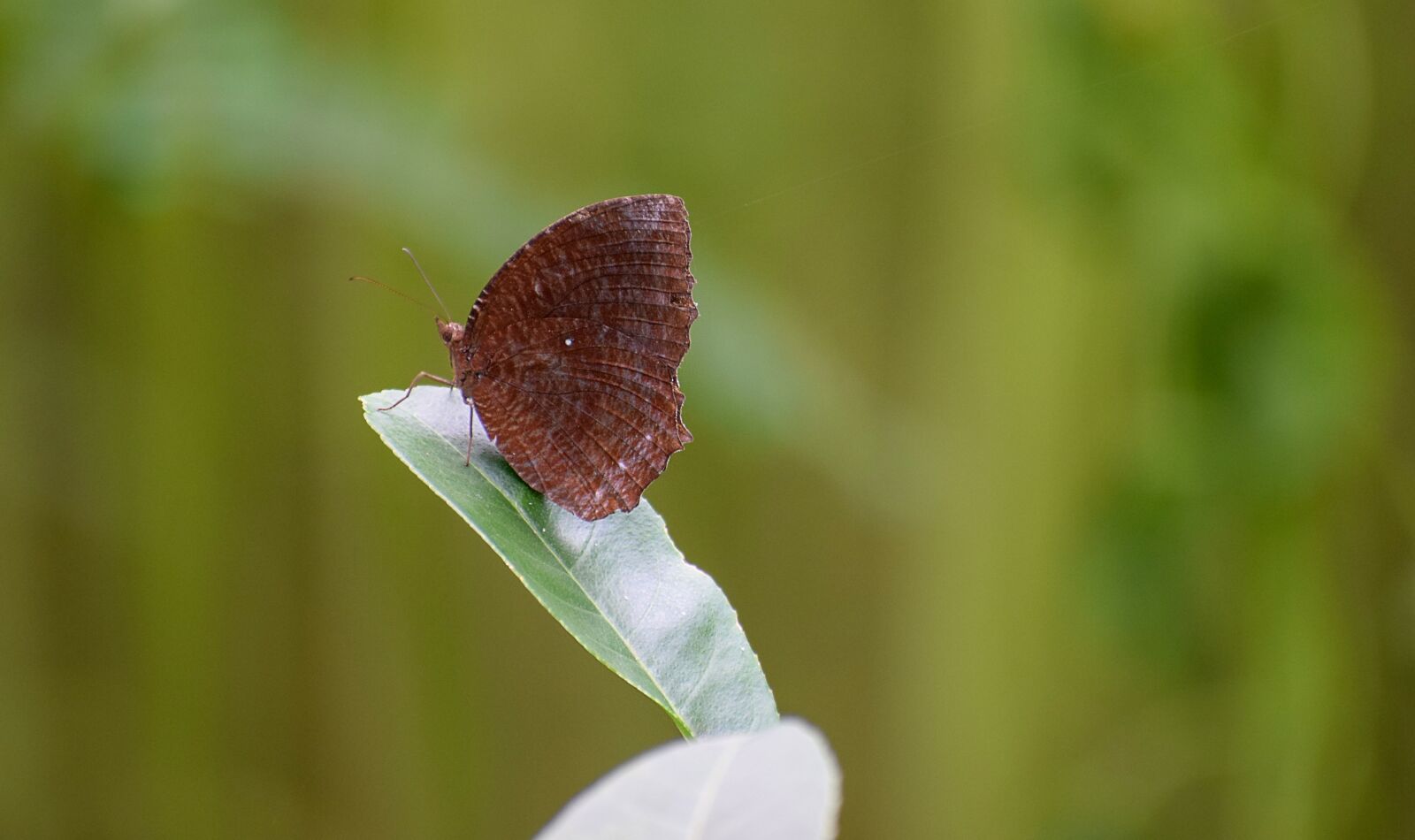 Nikon D5300 sample photo. Wing, closeup, nature photography