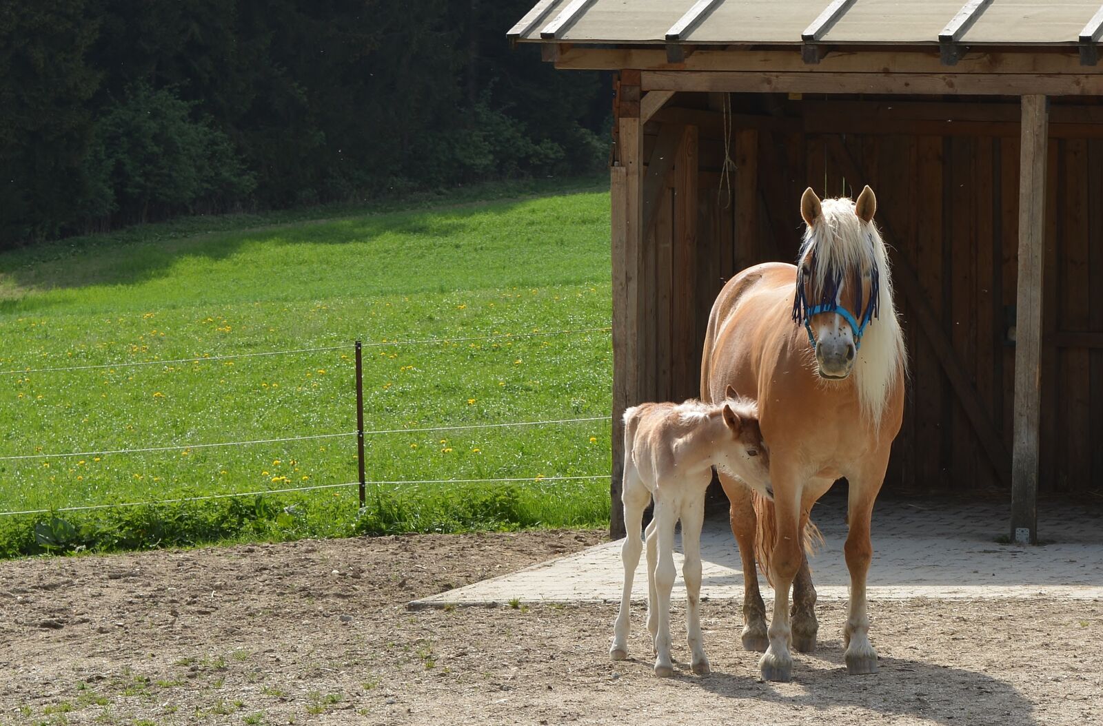 Nikon D5200 sample photo. Mare, foal photography