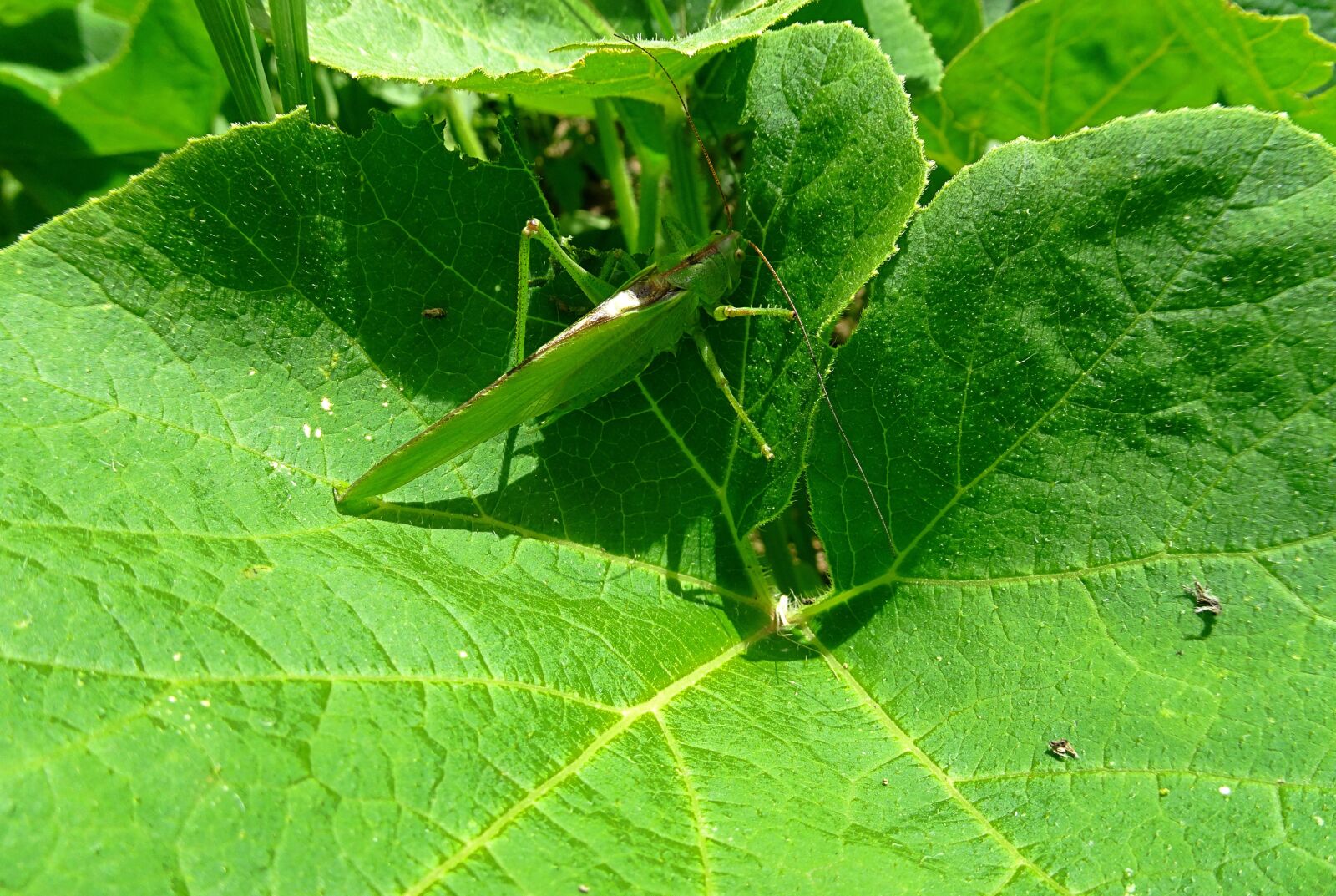 Sony Cyber-shot DSC-HX80 sample photo. Grasshopper, insect, leaf photography