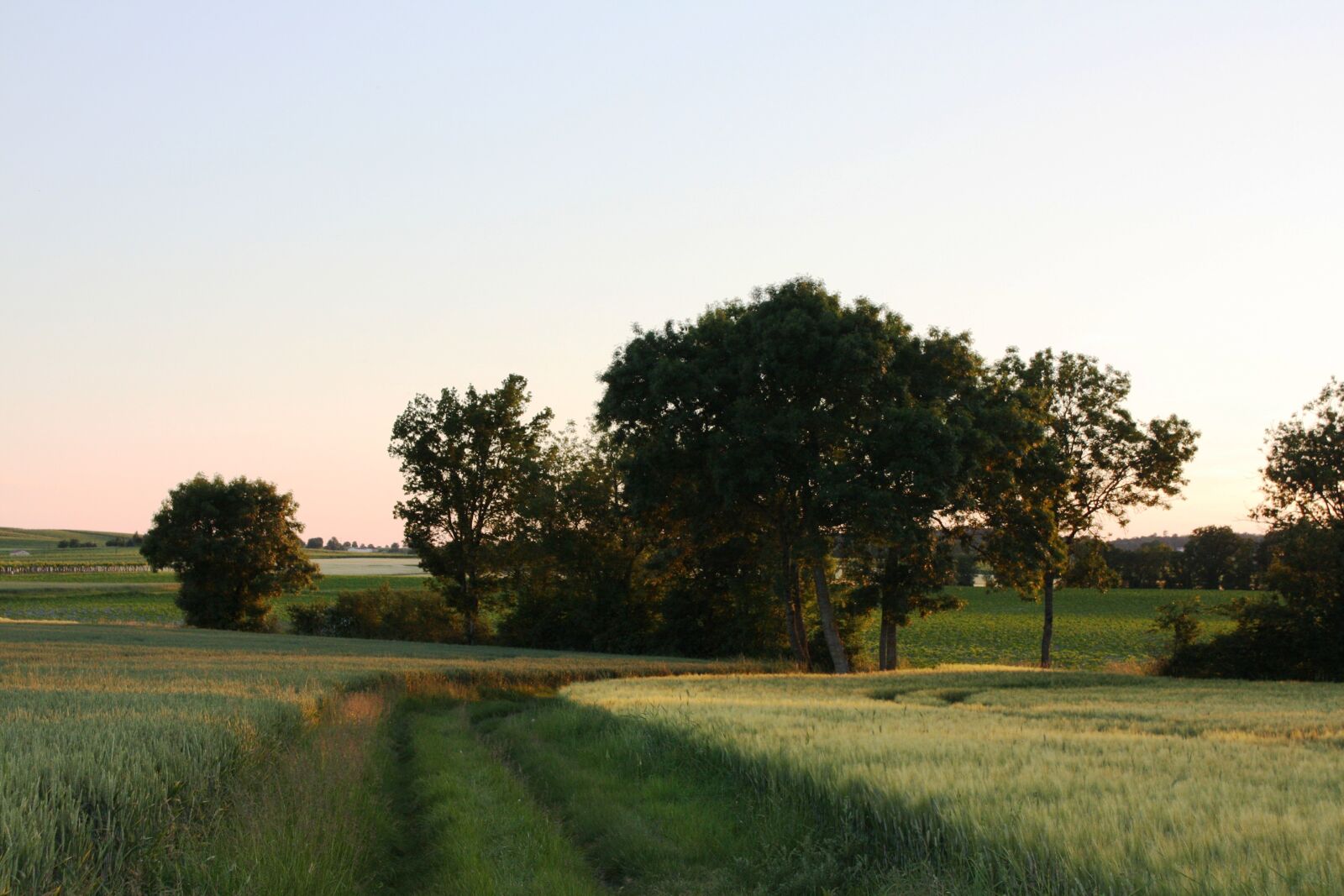 Canon EOS 450D (EOS Rebel XSi / EOS Kiss X2) sample photo. Charente, vines, village photography