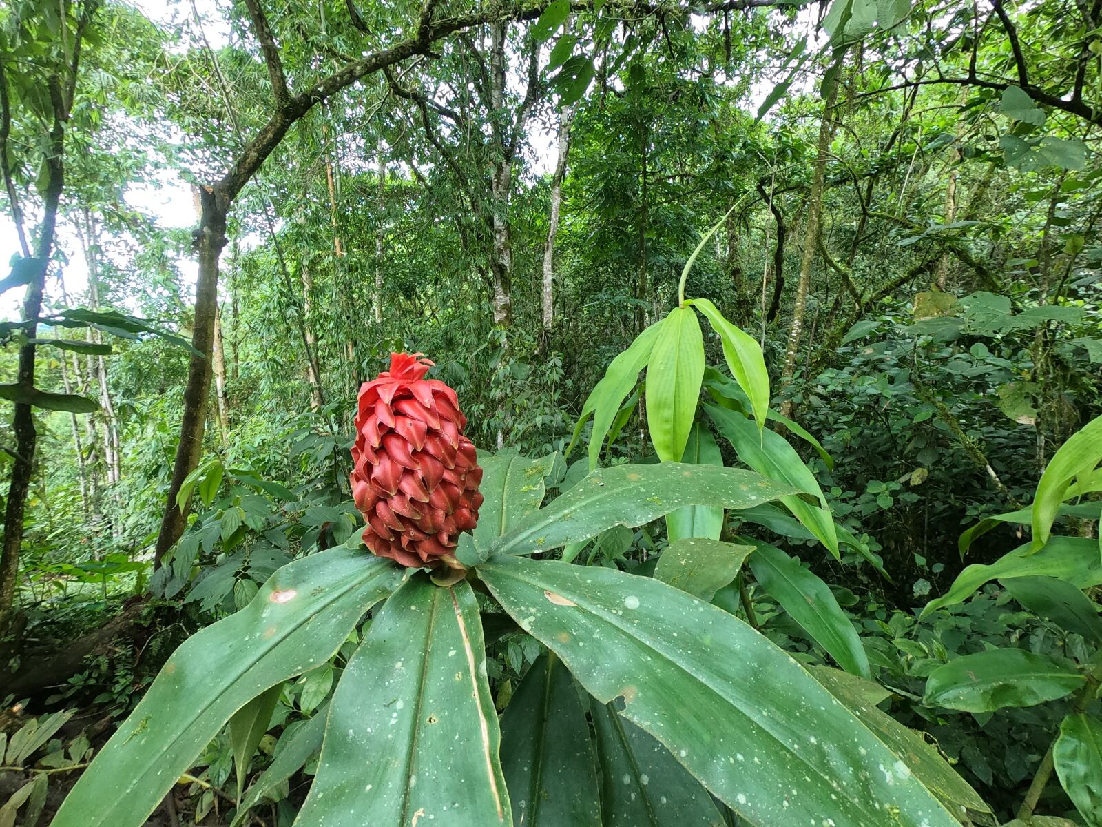 GoPro Hero7 Black sample photo. Nature, outdoors, naturaleza photography