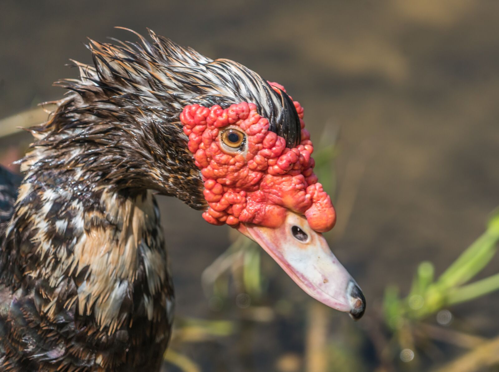 Sony FE 24-240mm F3.5-6.3 OSS sample photo. Muscovy duck, red headed photography