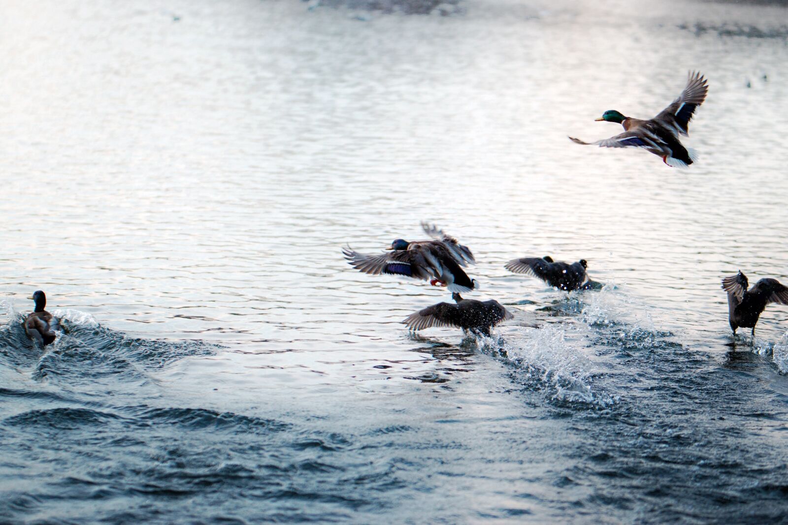 Nikon D5300 sample photo. Birds, ducks, price photography