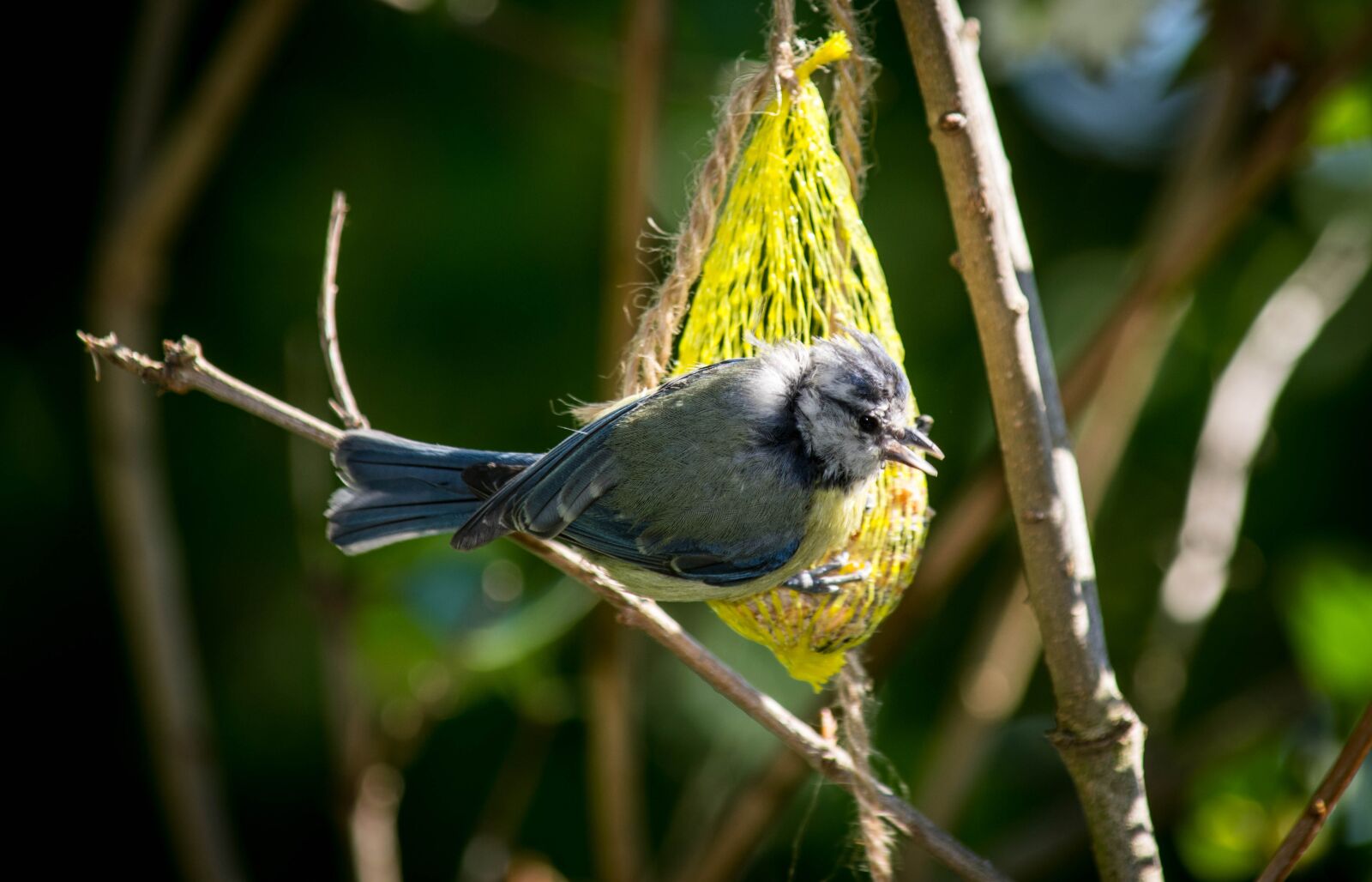 Nikon D5600 sample photo. Nature, birds, animal photography