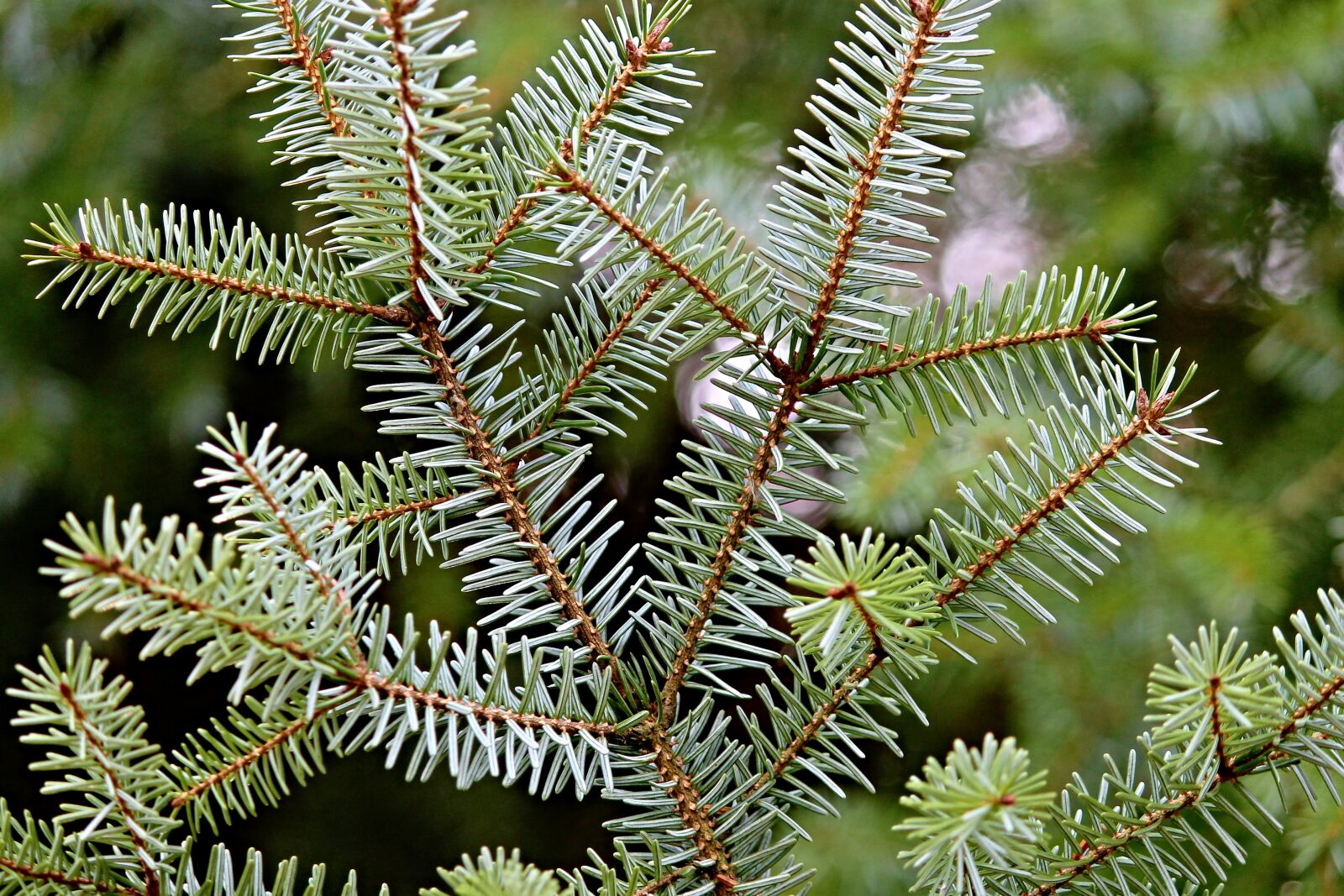 Canon EOS 1100D (EOS Rebel T3 / EOS Kiss X50) sample photo. Needle branch, conifer, nature photography