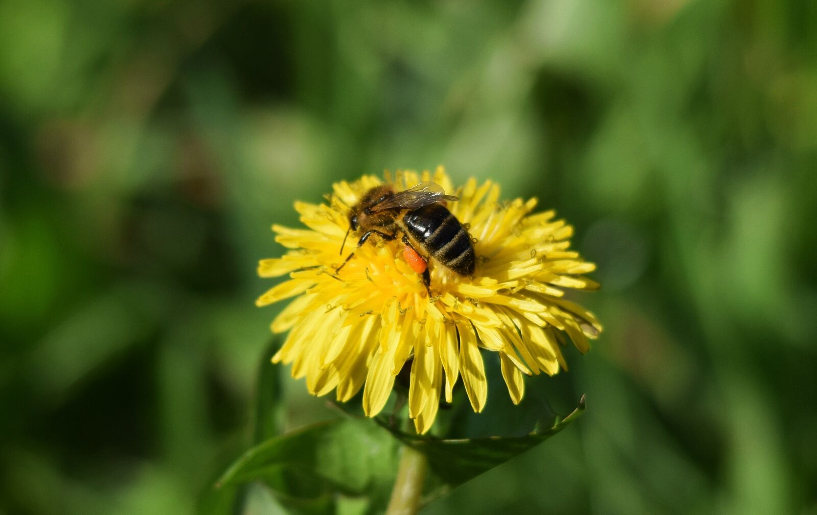 Nikon D5300 sample photo. Nature, grass, meadow photography