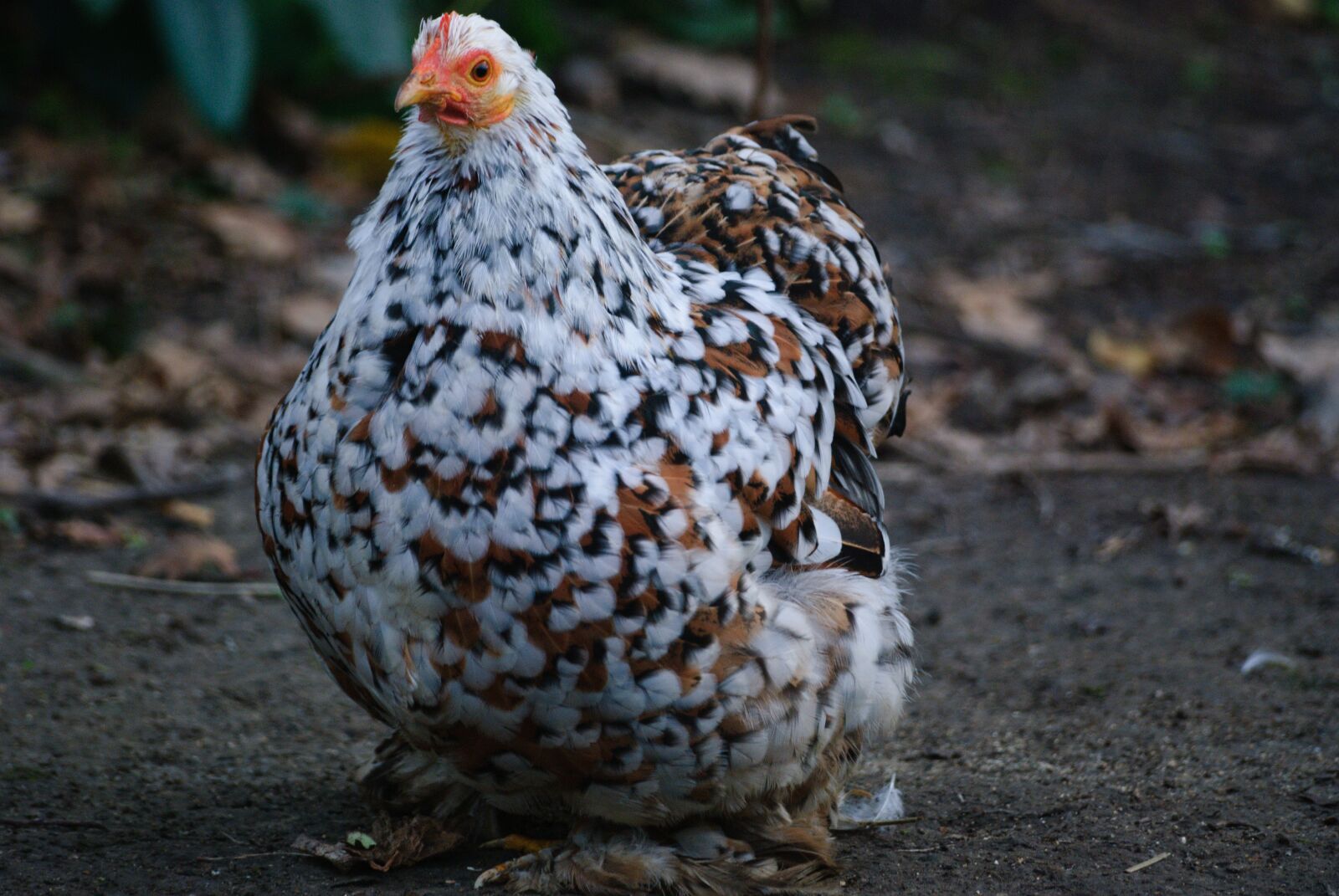 Nikon D80 sample photo. Pen, backyard, hen photography