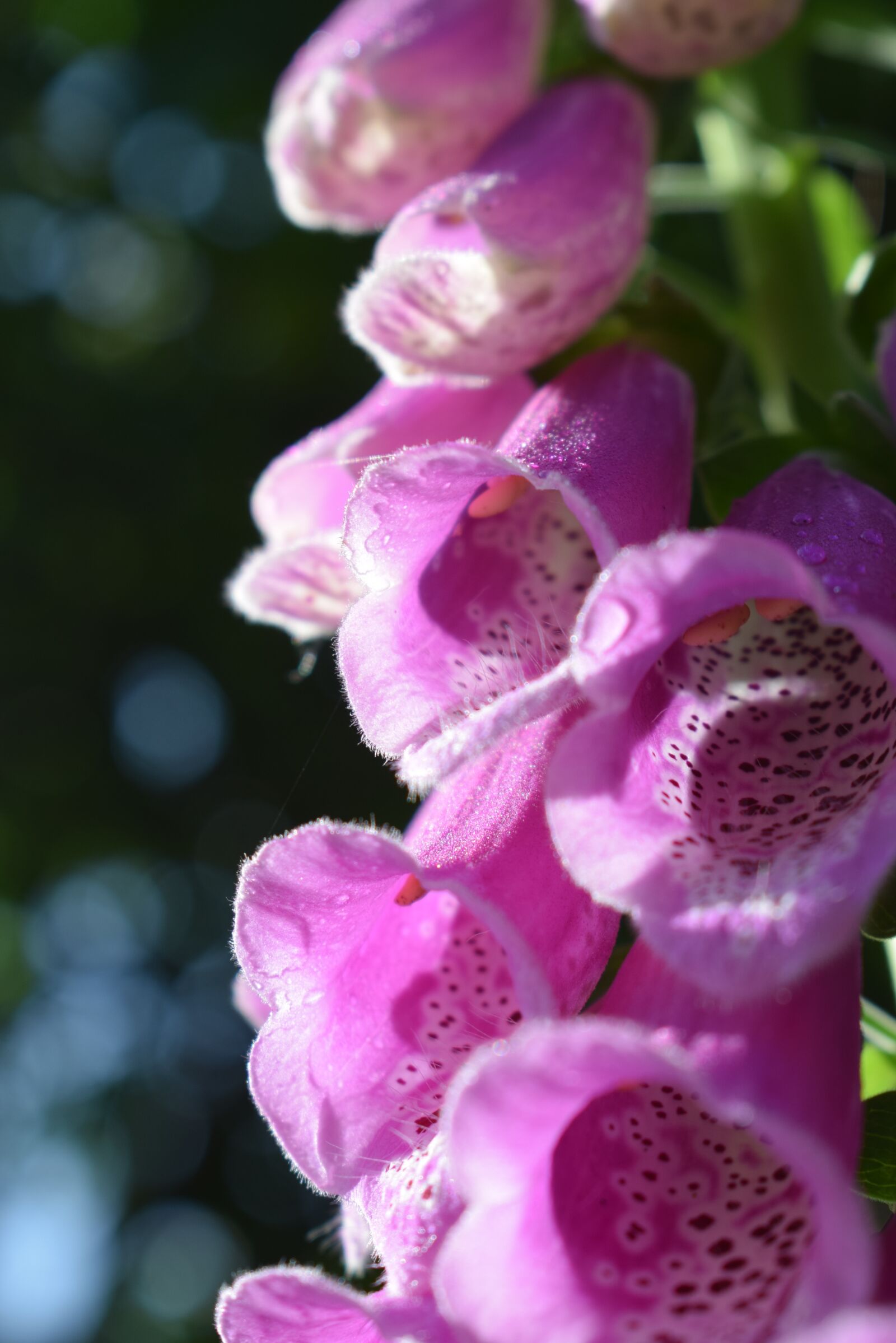 Nikon D5300 sample photo. Thimble, pink, blossom photography