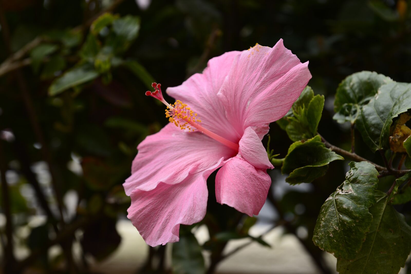 Nikon D610 sample photo. Pink, hibiscus, flower photography