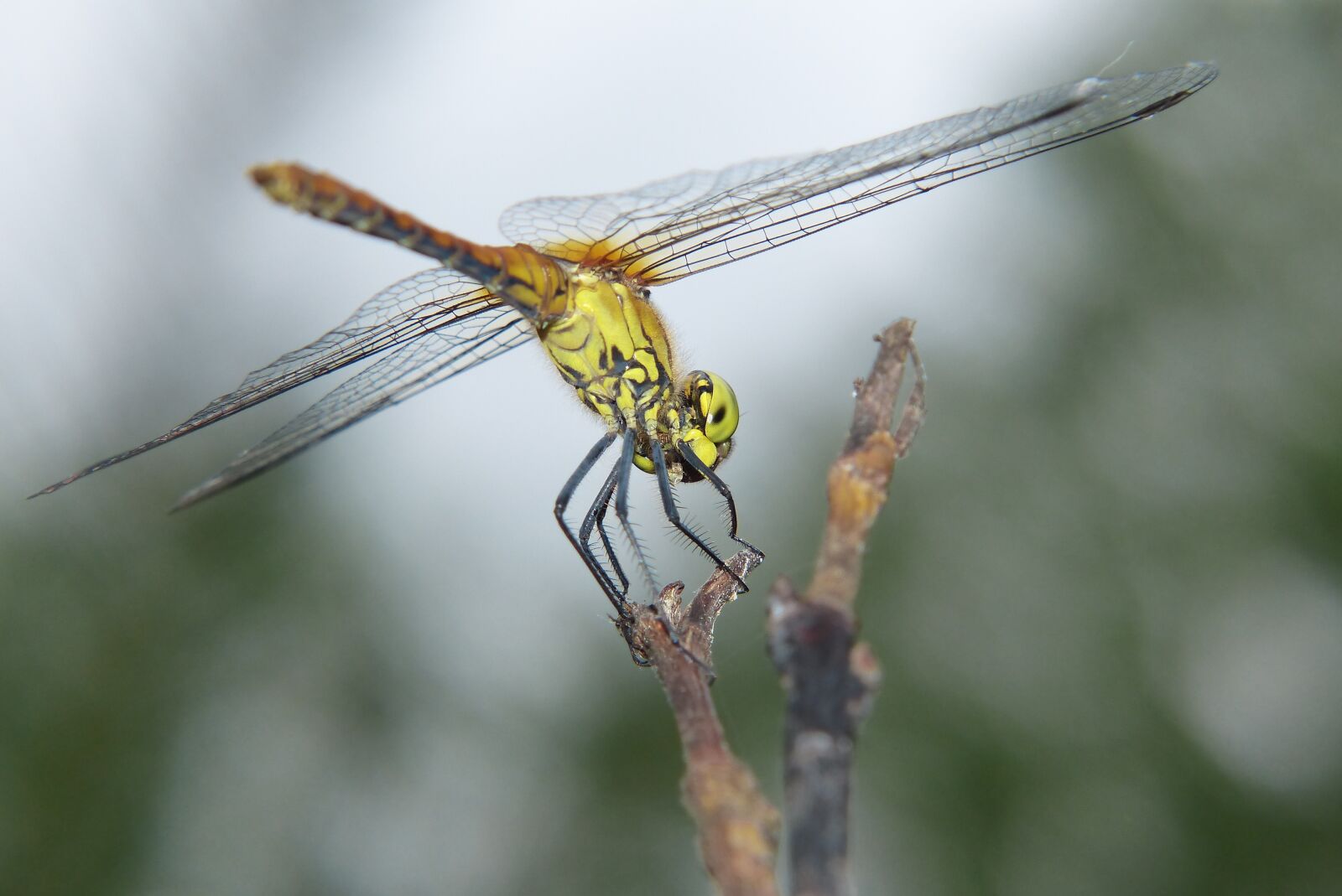 Panasonic Lumix DMC-FZ200 sample photo. Szablak yellow, female, dragonflies photography