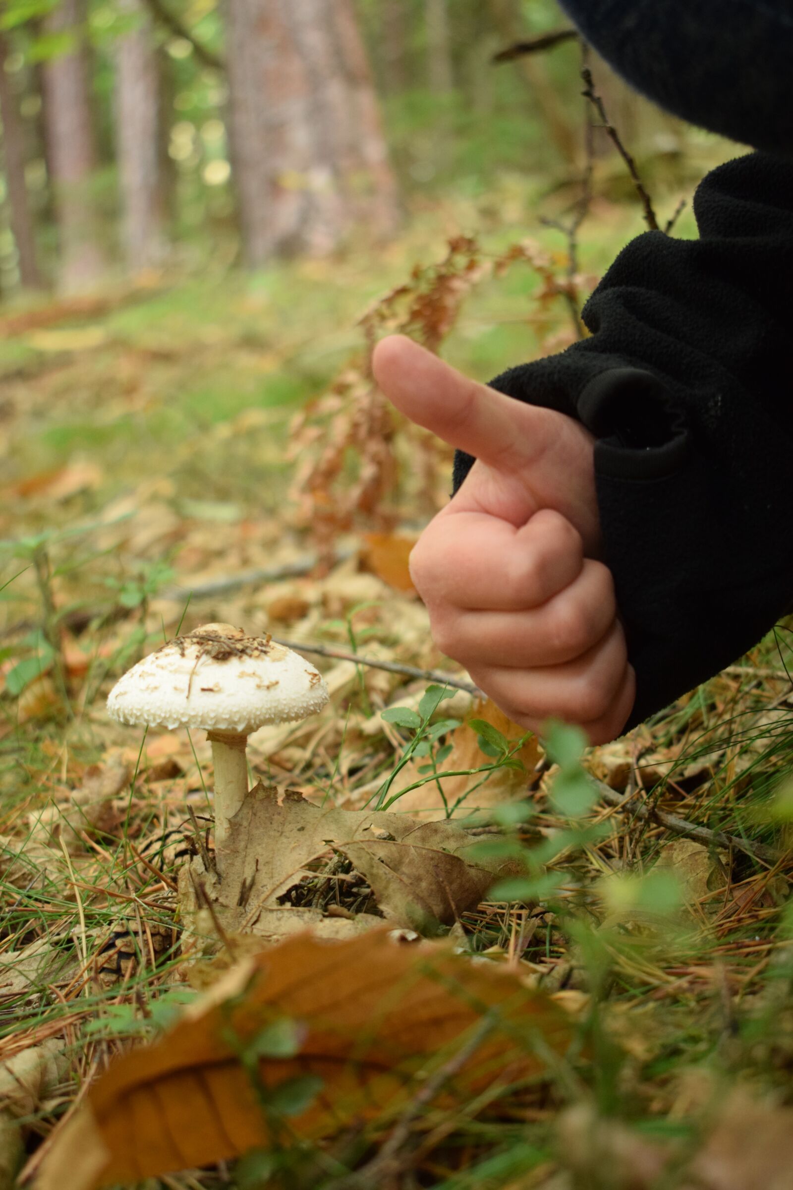 Nikon D3300 sample photo. Mushroom, forest, forest mushroom photography