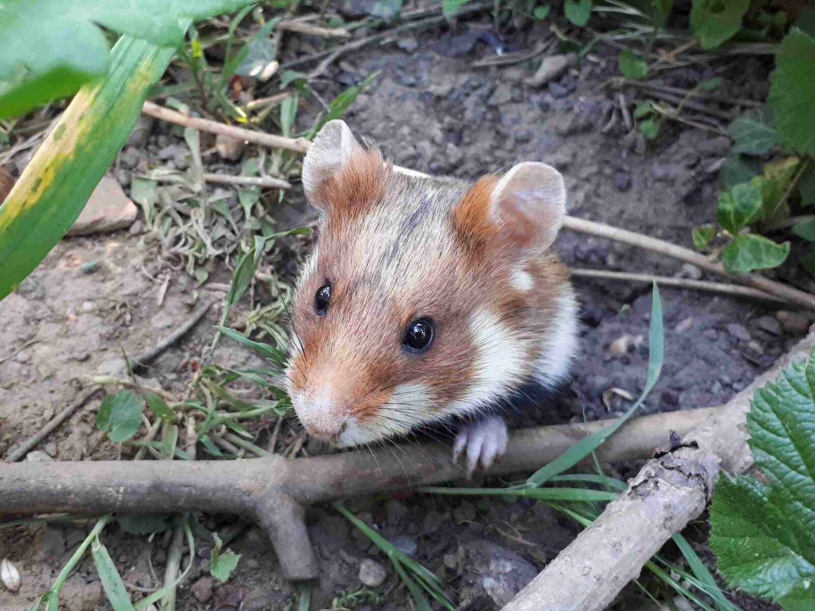 Samsung Galaxy A5(2017) sample photo. Hamster, head, nature photography
