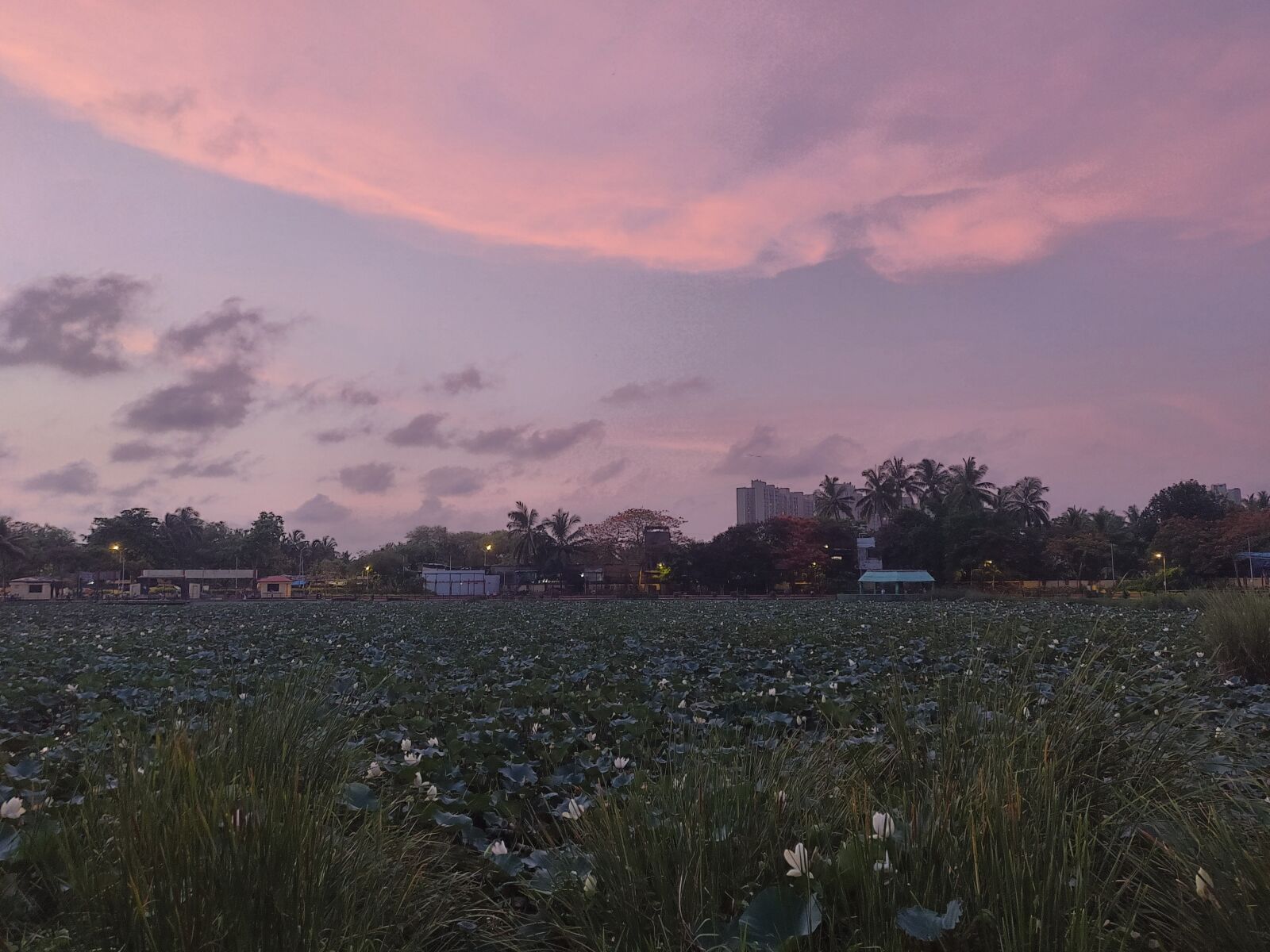 OnePlus A6000 sample photo. Lotus flower pond, evening photography