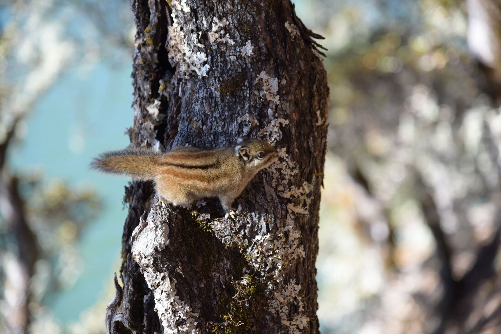 Nikon D810 sample photo. In yunnan province, shangri-la's photography
