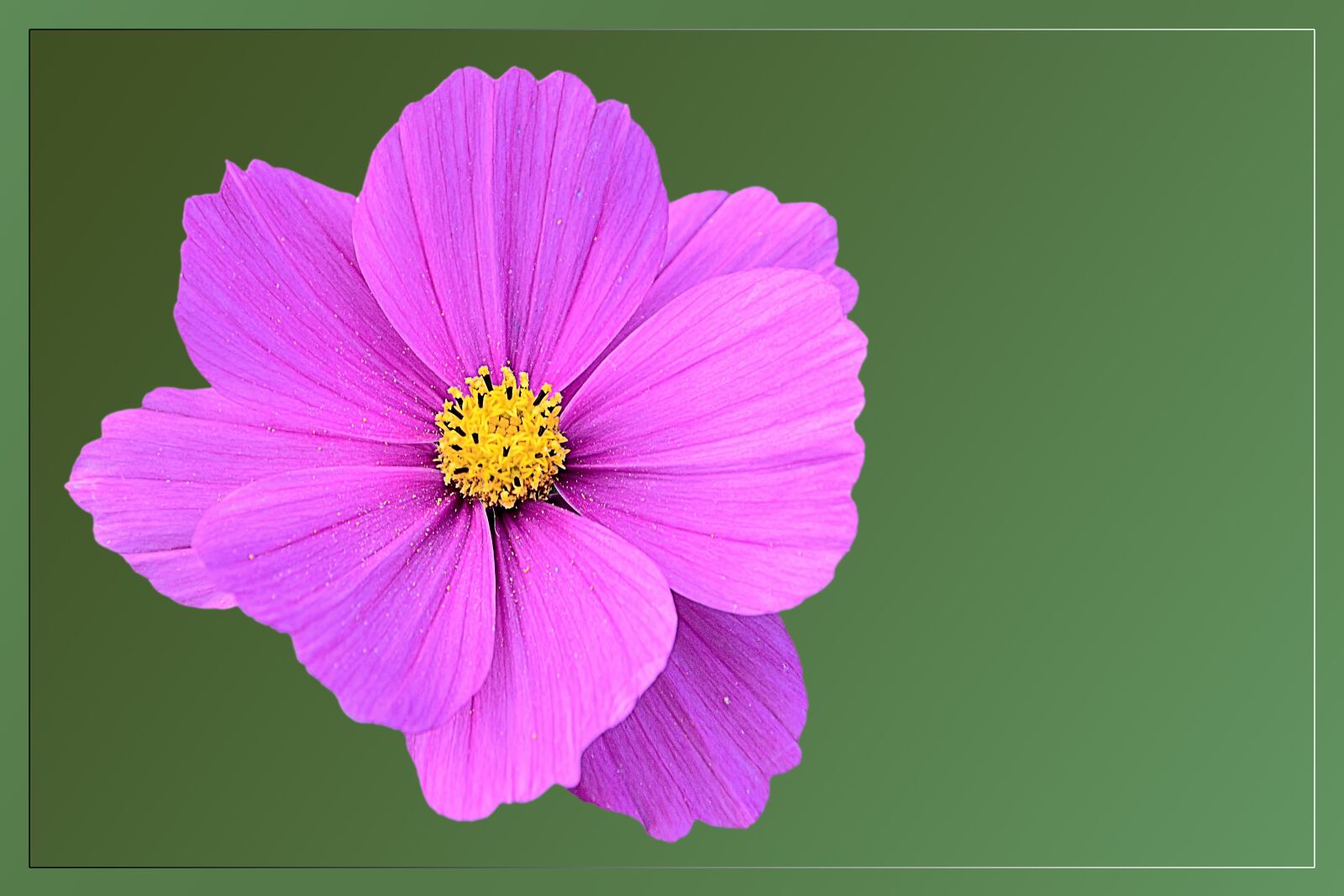 Nikon D3200 sample photo. Blossom, bloom, cosmea photography