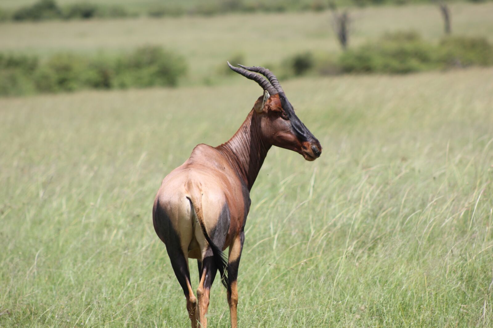 Canon EOS 550D (EOS Rebel T2i / EOS Kiss X4) sample photo. Safari, kenya, masai mara photography