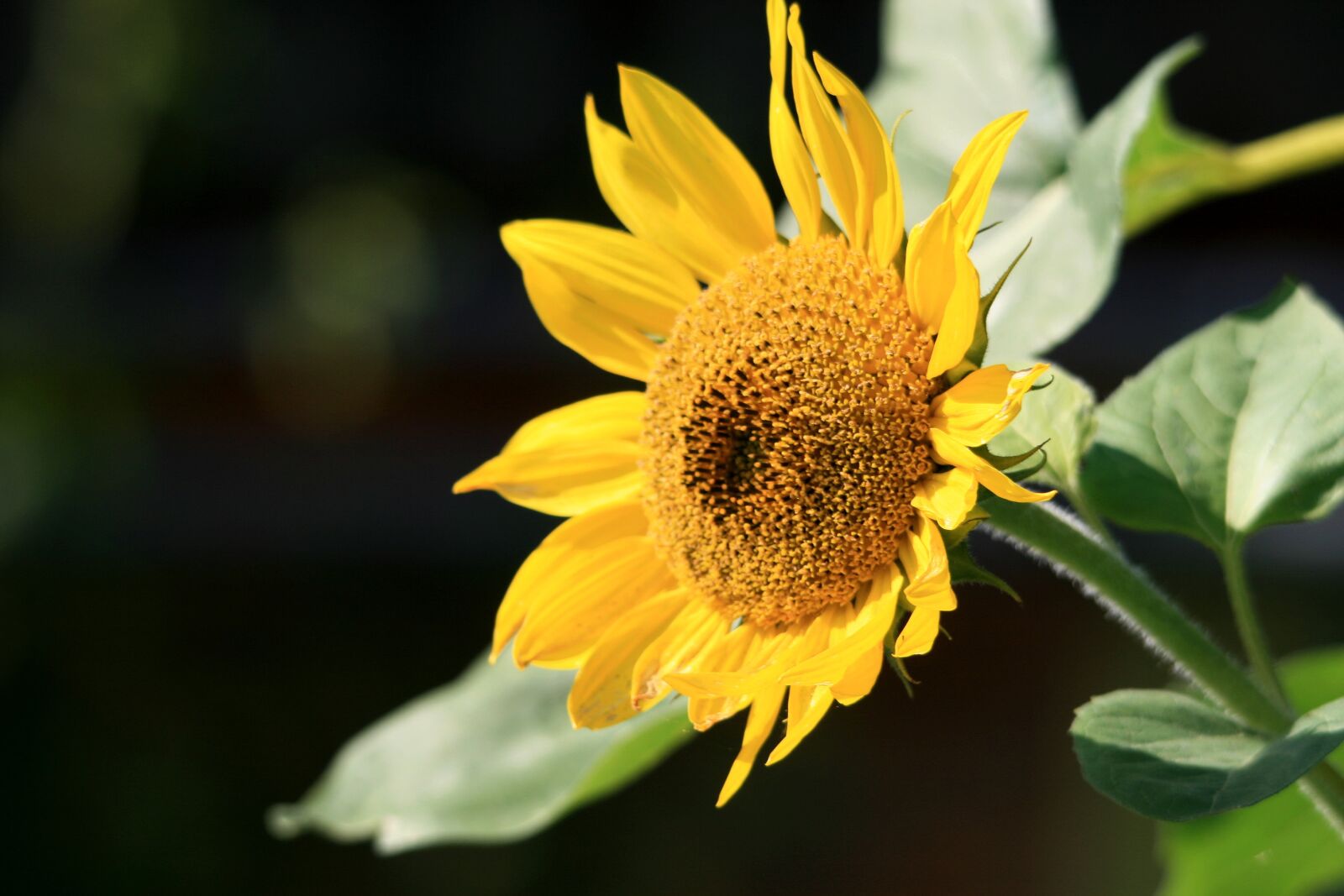 Canon EOS 400D (EOS Digital Rebel XTi / EOS Kiss Digital X) sample photo. Sunflower, summer, yellow photography