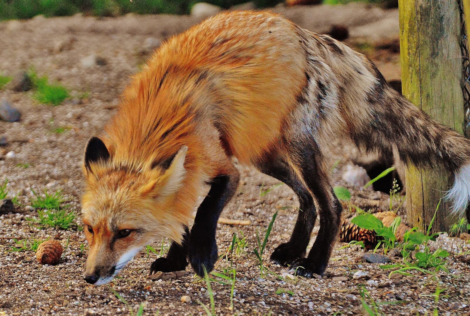 Nikon D3200 sample photo. Fuchs, wild animal, predator photography