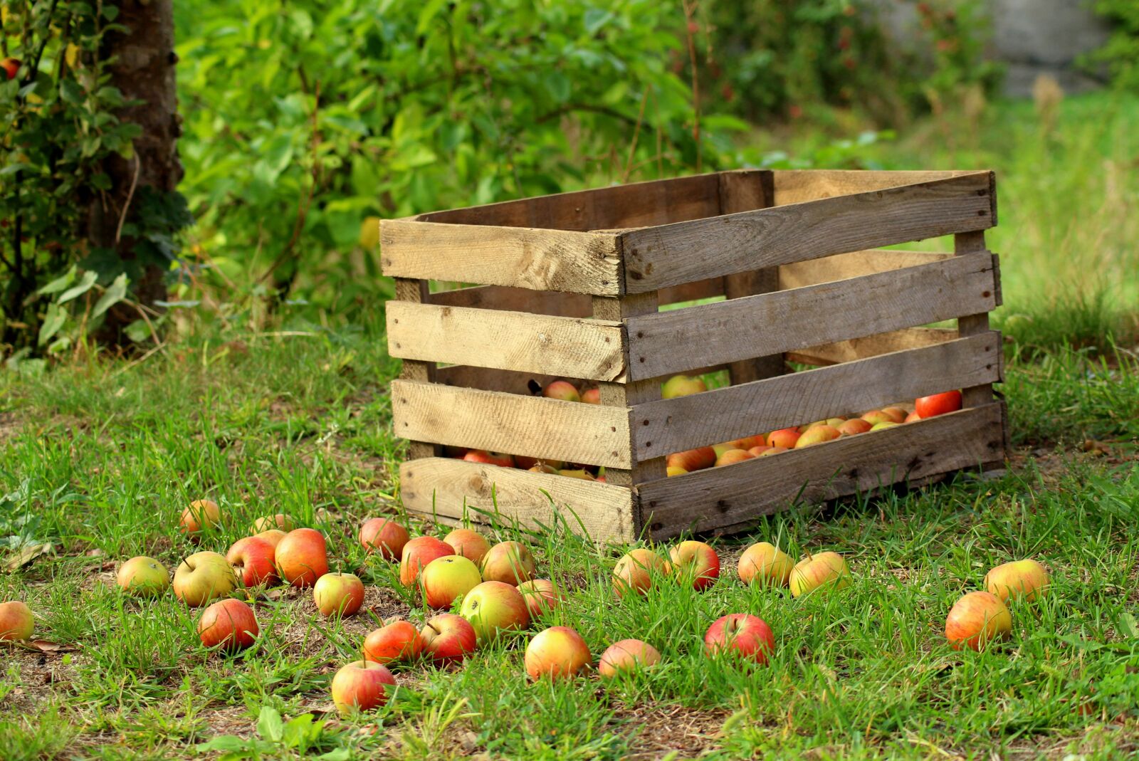 Canon EOS 1200D (EOS Rebel T5 / EOS Kiss X70 / EOS Hi) sample photo. Apples, fruit, a collection photography