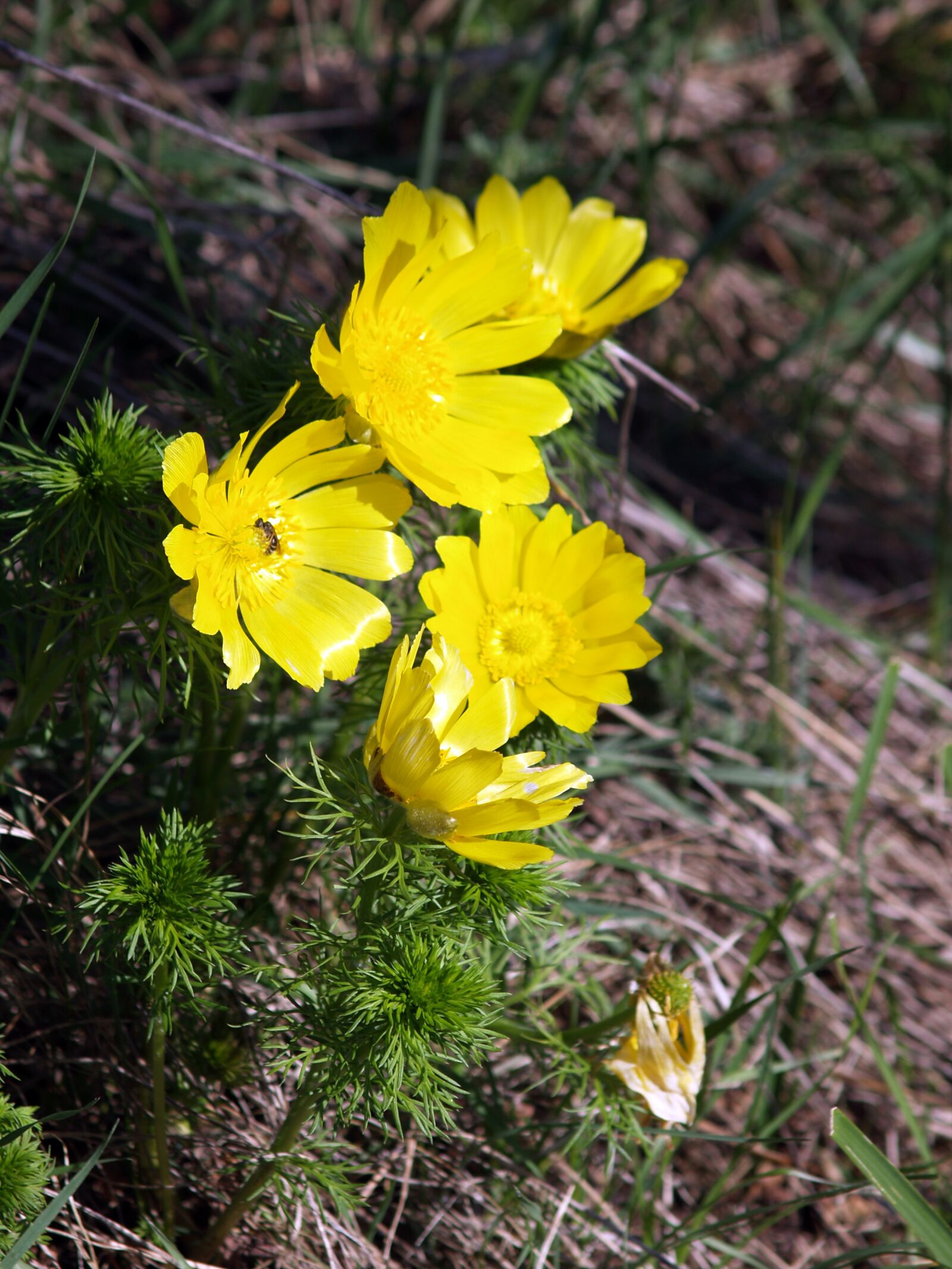 Olympus E-330 (EVOLT E-330) sample photo. Flower, spring adonis, yellow photography