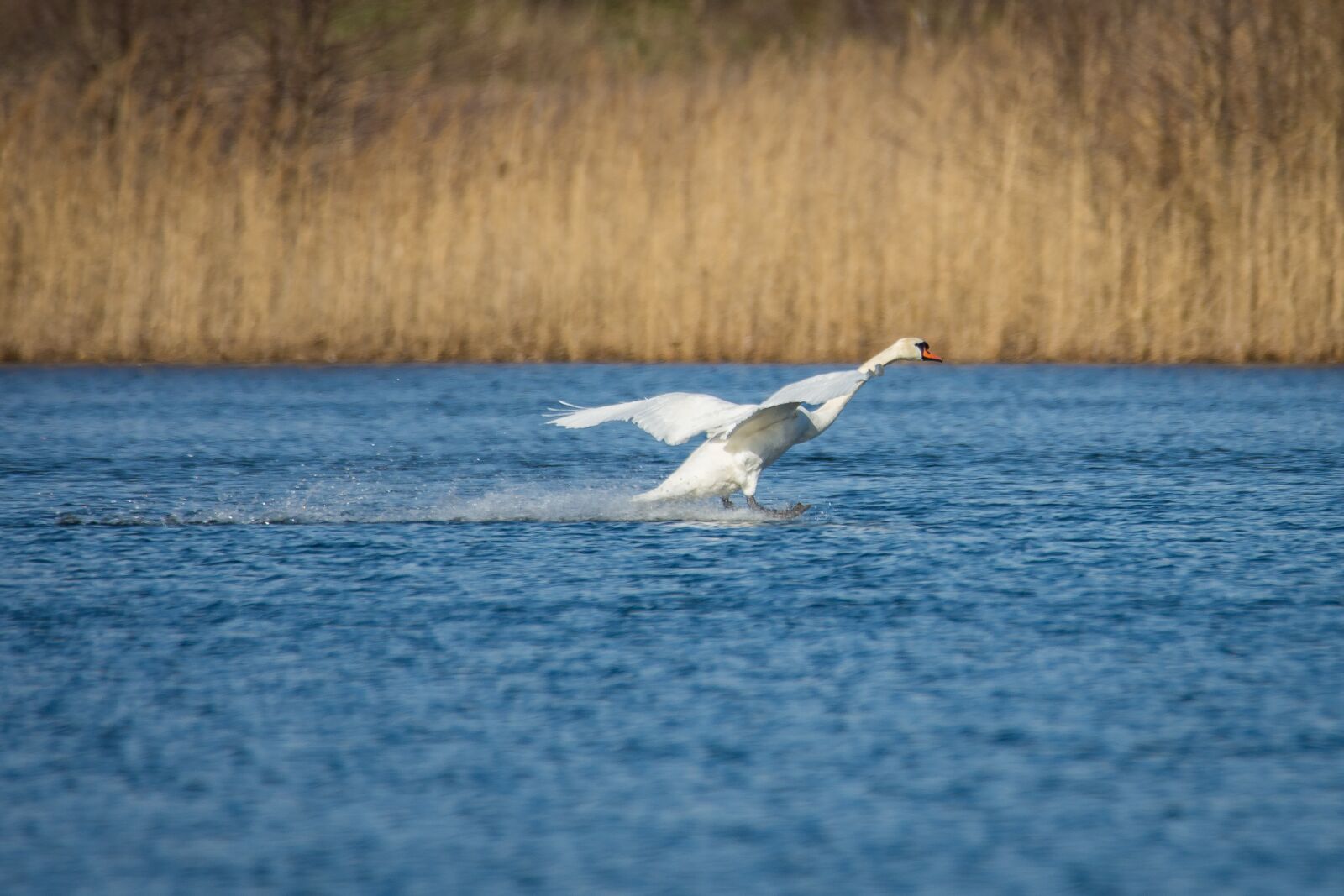 Nikon D7200 sample photo. Swan, landing, duck bird photography