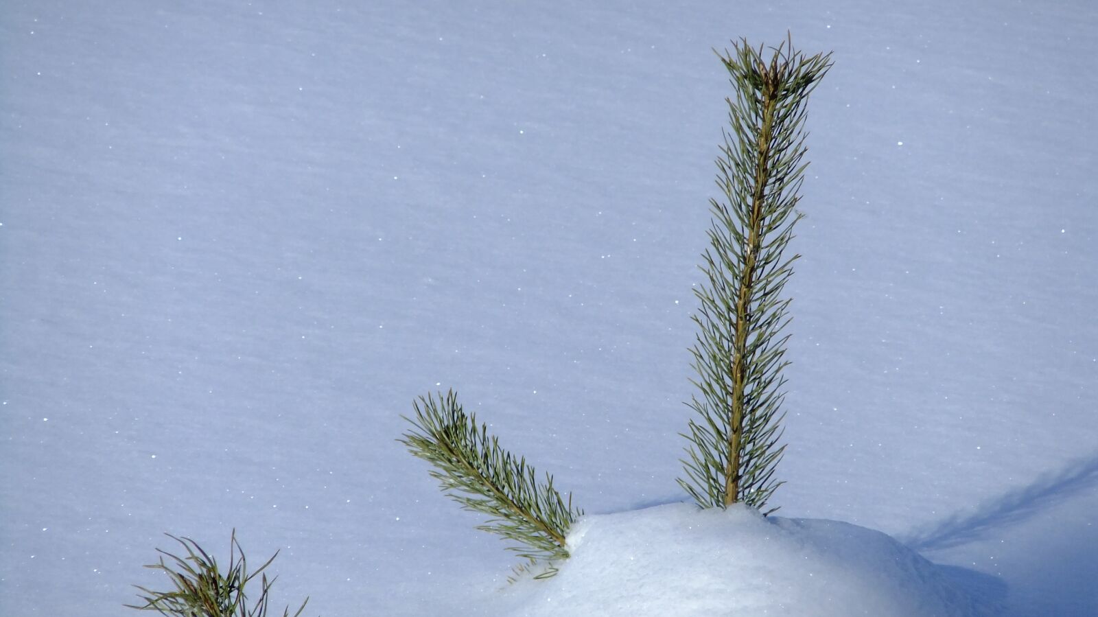 FujiFilm FinePix F80EXR (FinePix F85EXR) sample photo. Nature, snow, landscape photography