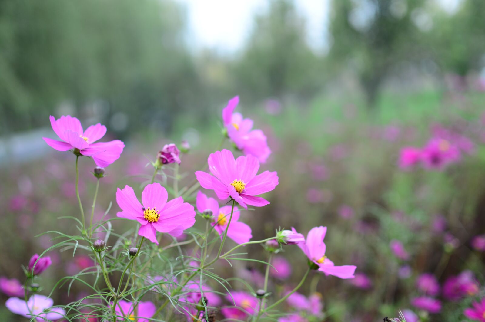Nikon D3200 sample photo. Flower, nature, plant photography