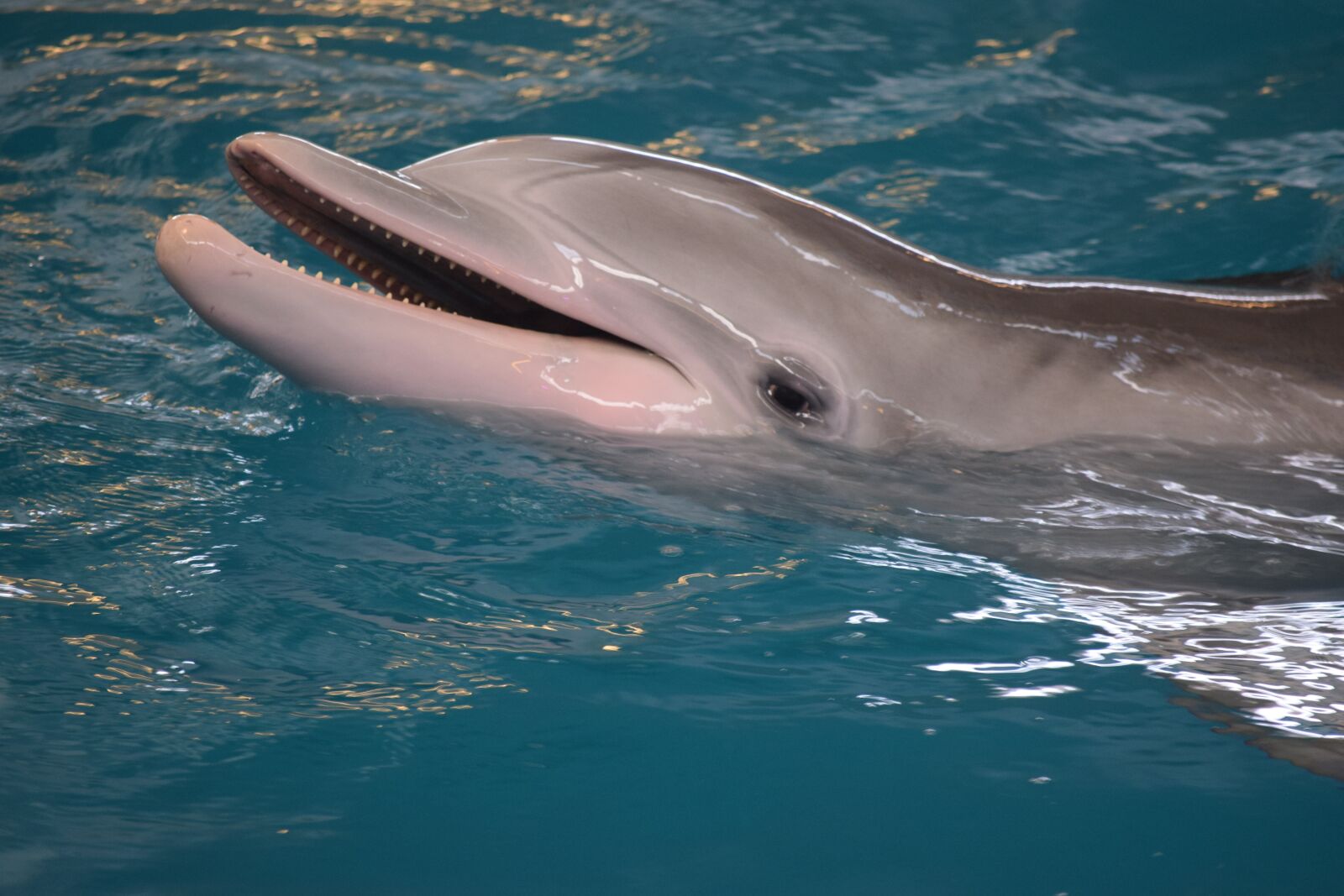 Nikon D3300 sample photo. Dolphin, mammals, intelligent photography