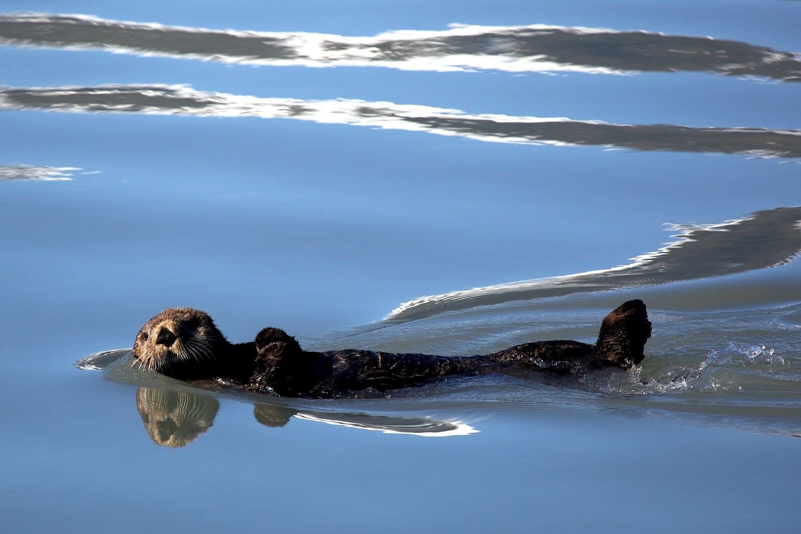 Canon EF 100-400mm F4.5-5.6L IS USM sample photo. Sea otter, swimming, floating photography