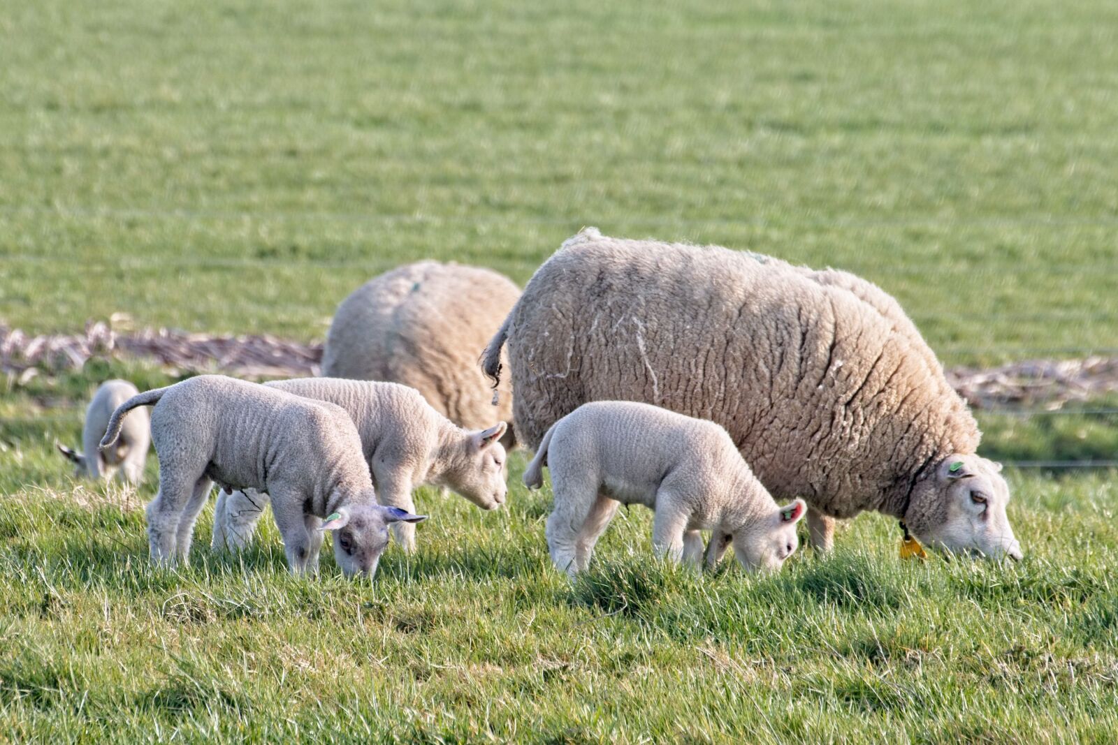 Canon EOS 70D sample photo. Sheep, lamb, lambs photography