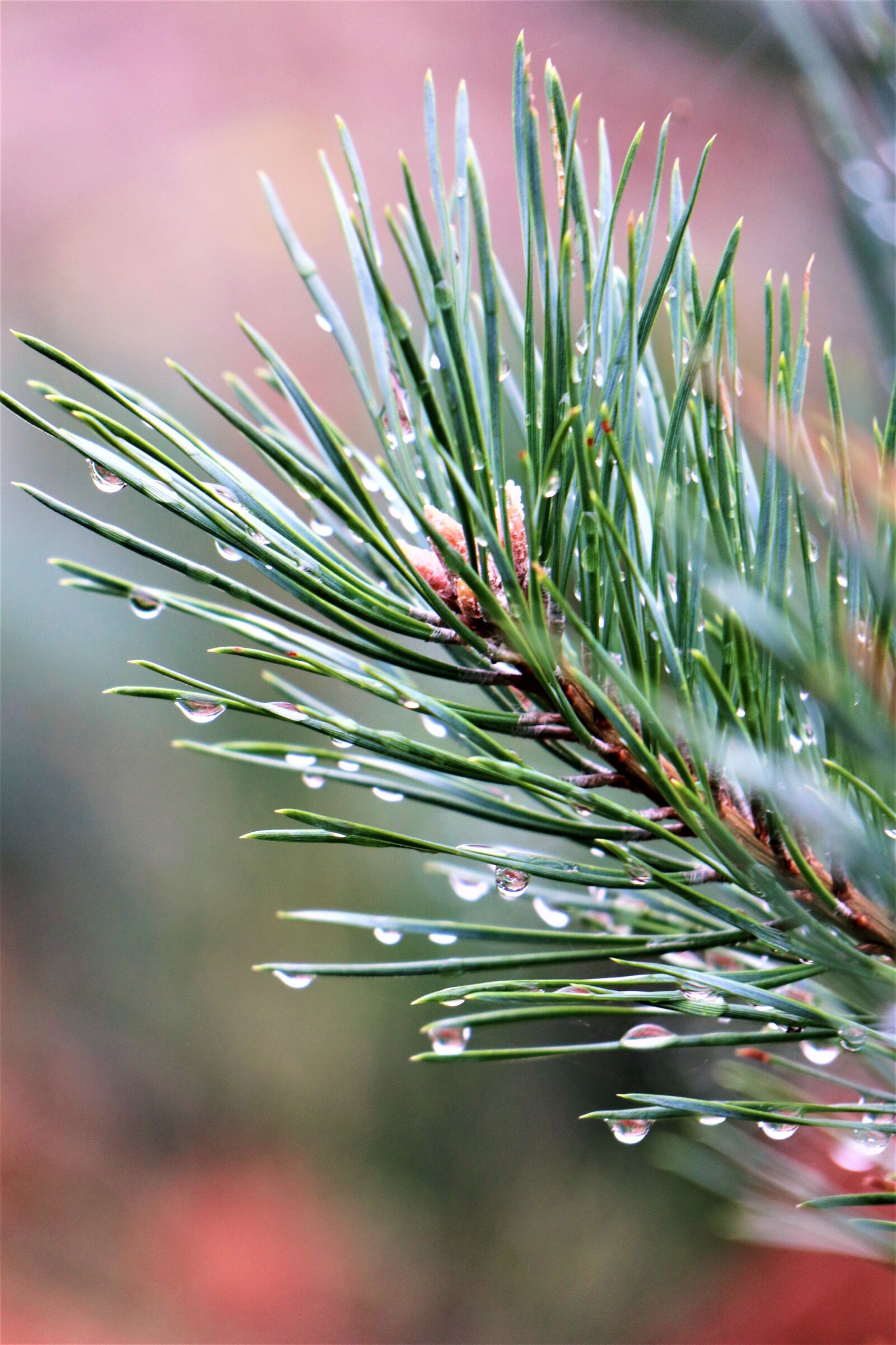 Canon EOS M6 sample photo. Pine, conifer, green photography