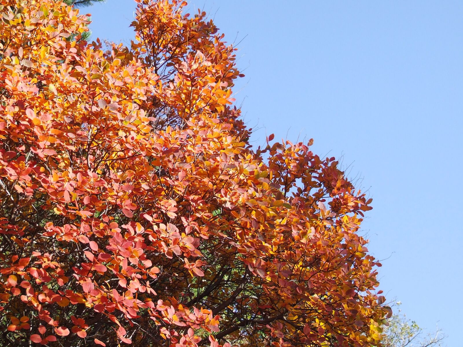 Fujifilm FinePix S5600 sample photo. Tree, fronds, autumn photography