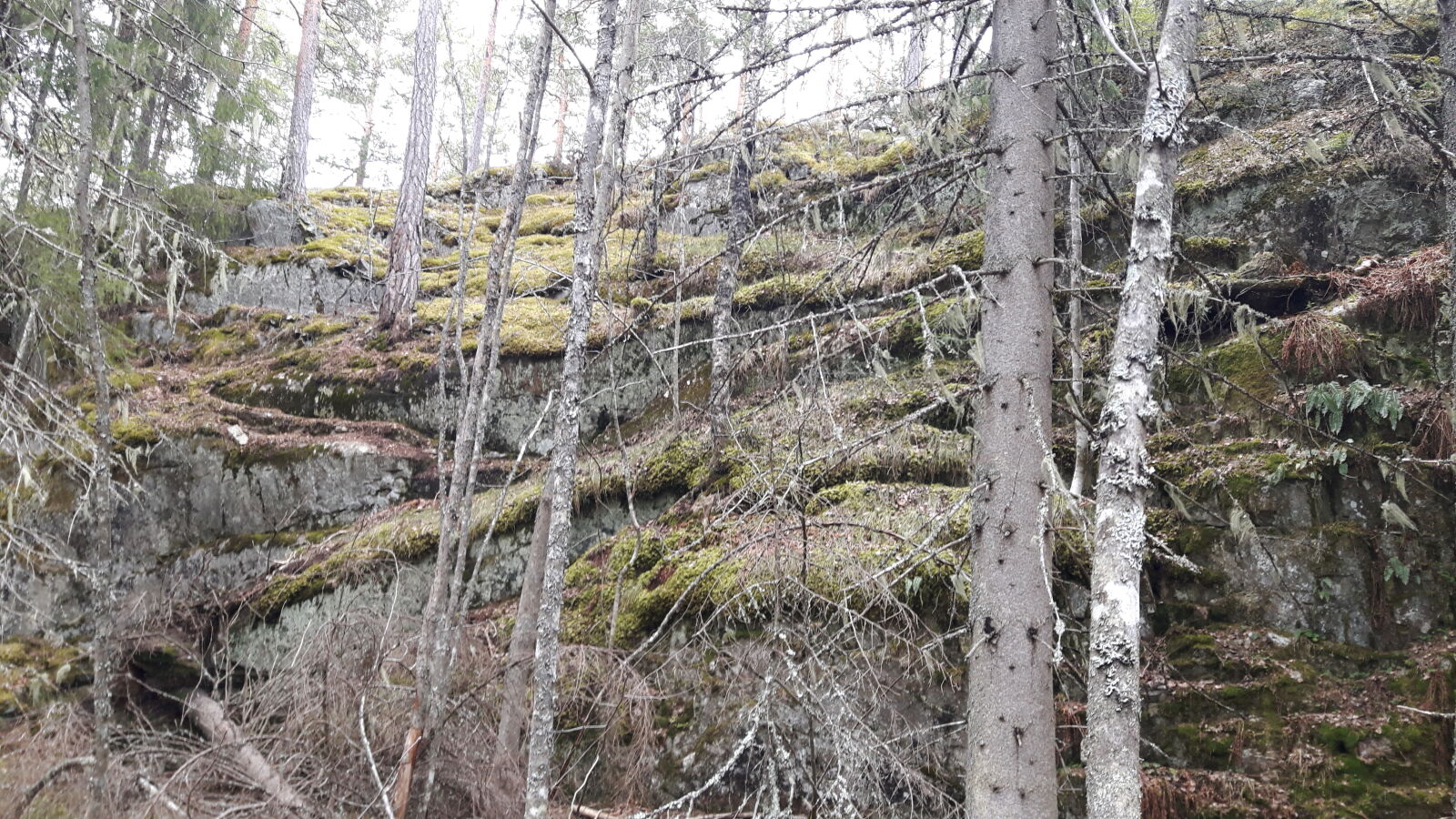 Samsung Galaxy S5 Neo sample photo. Forest, hill, norway, trees photography