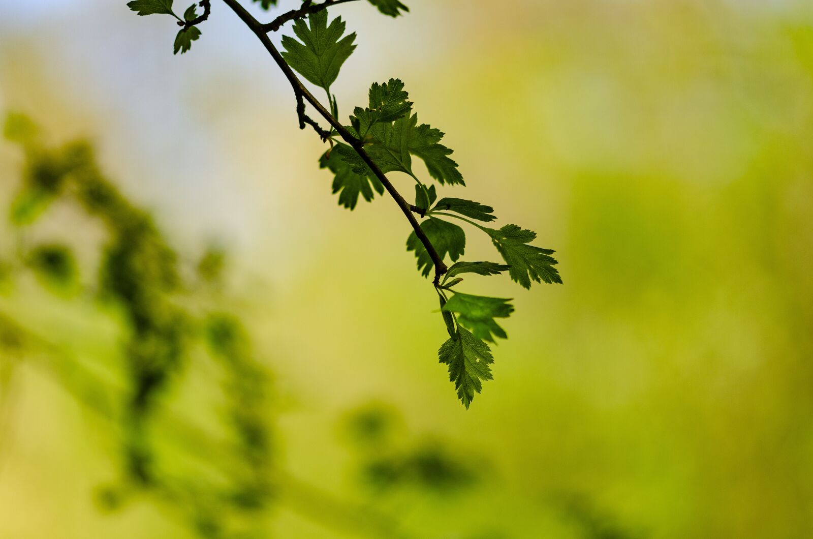 Nikon D7000 sample photo. A branch, foliage, spring photography