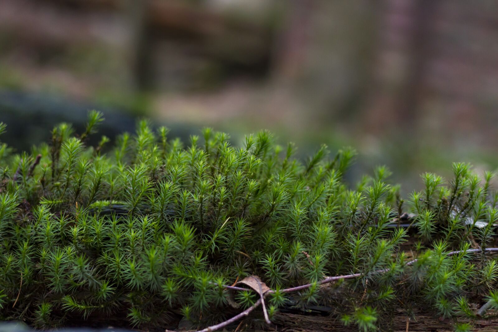 Canon EOS 7D + Canon EF 50mm F1.8 STM sample photo. Plant, growth, nature photography