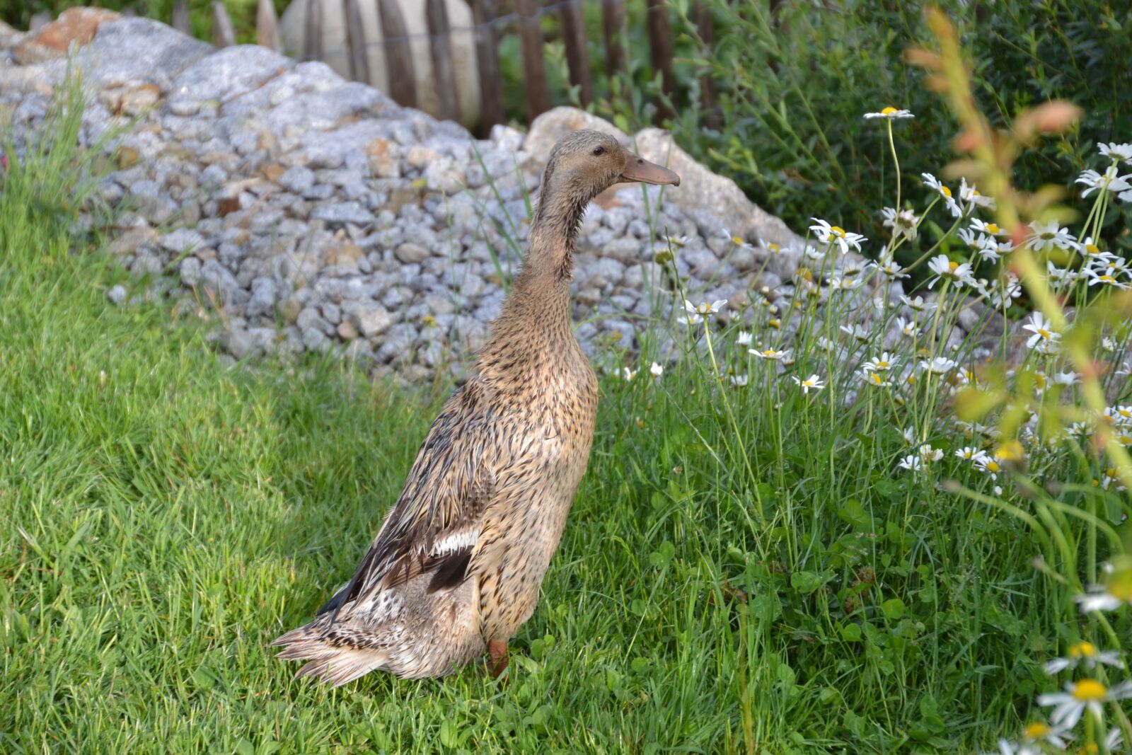 Nikon D3100 sample photo. Animal, duck, indian laufente photography