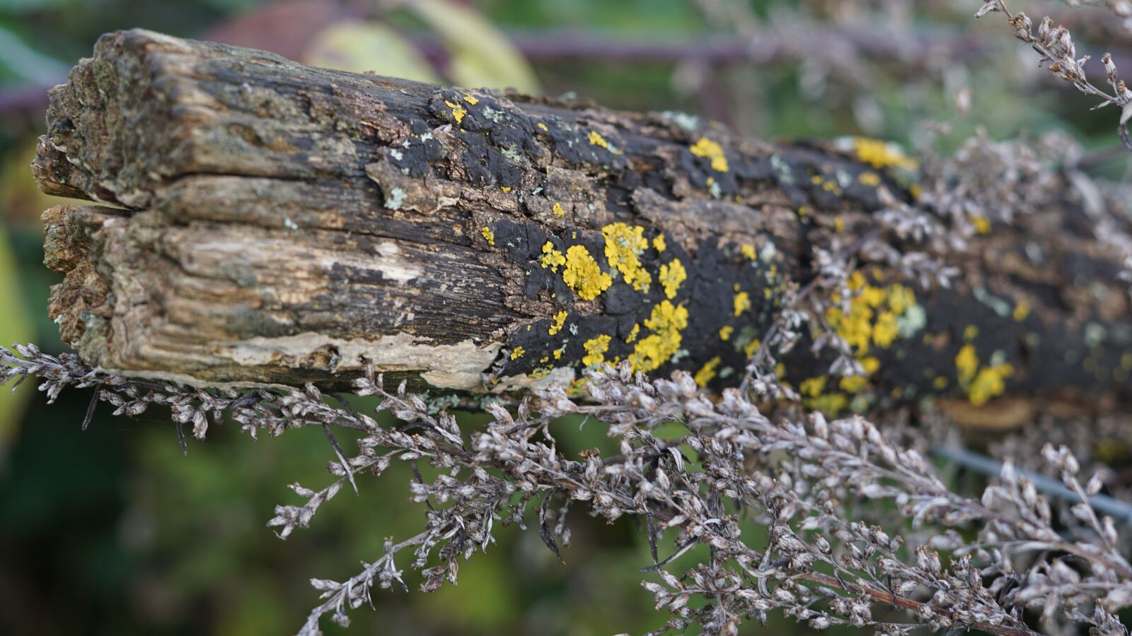Sony FE 50mm F1.8 sample photo. Background, lichen, wooden posts photography